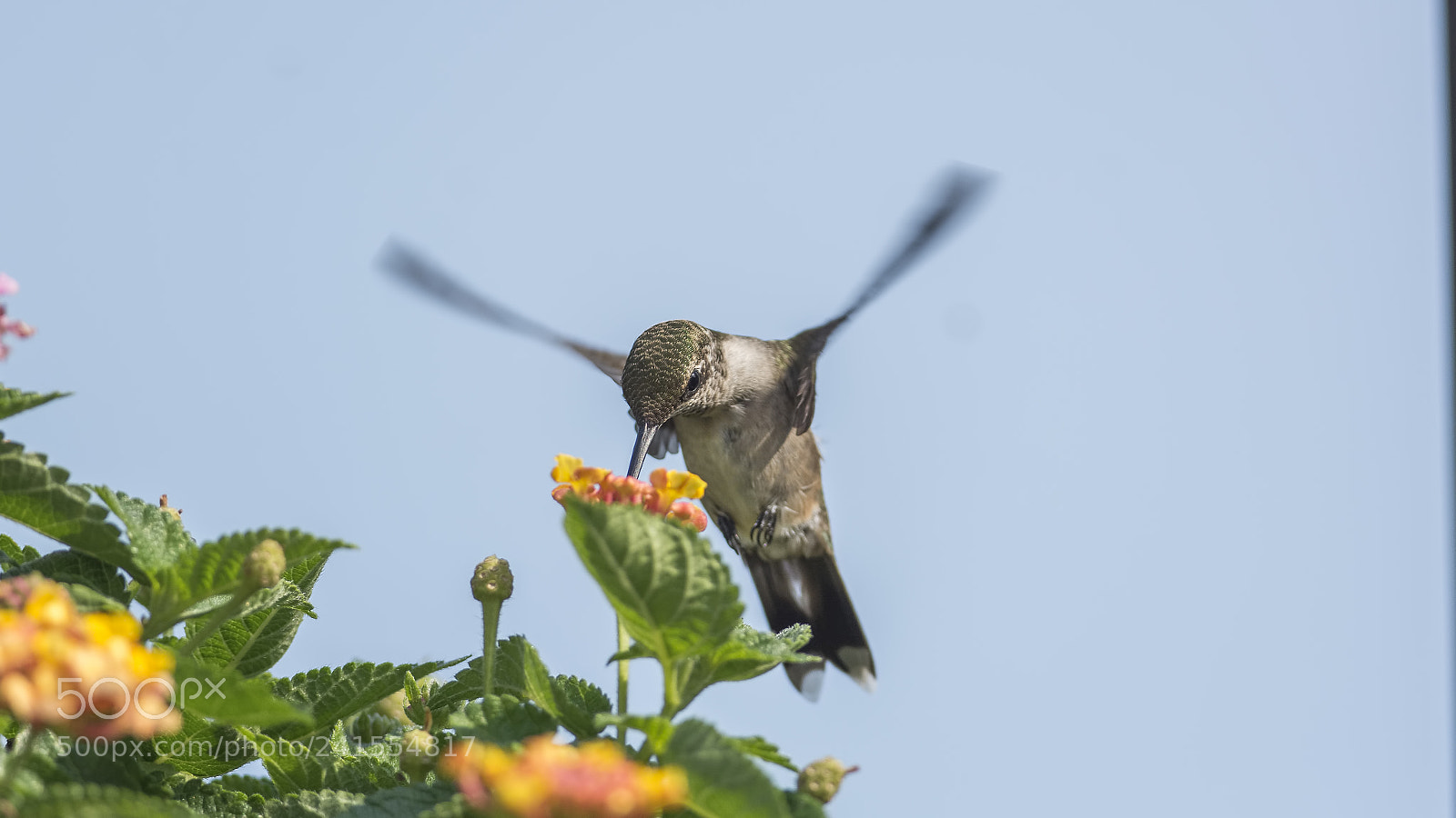 Nikon D7100 sample photo. Lantana morning photography