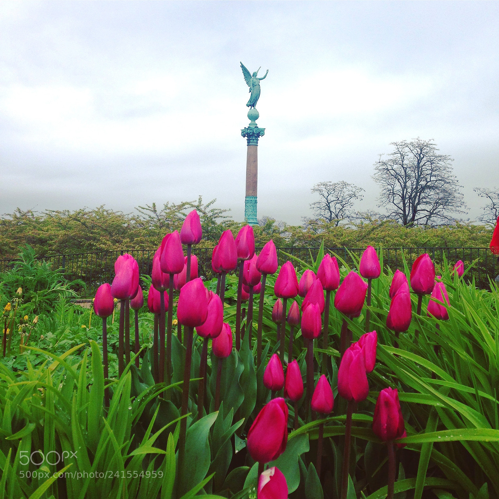 Apple iPhone 5 sample photo. Pink tulip photography