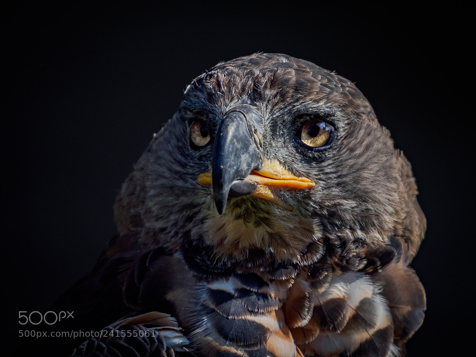 Olympus OM-D E-M5 sample photo. Crowned eagle portrait. photography