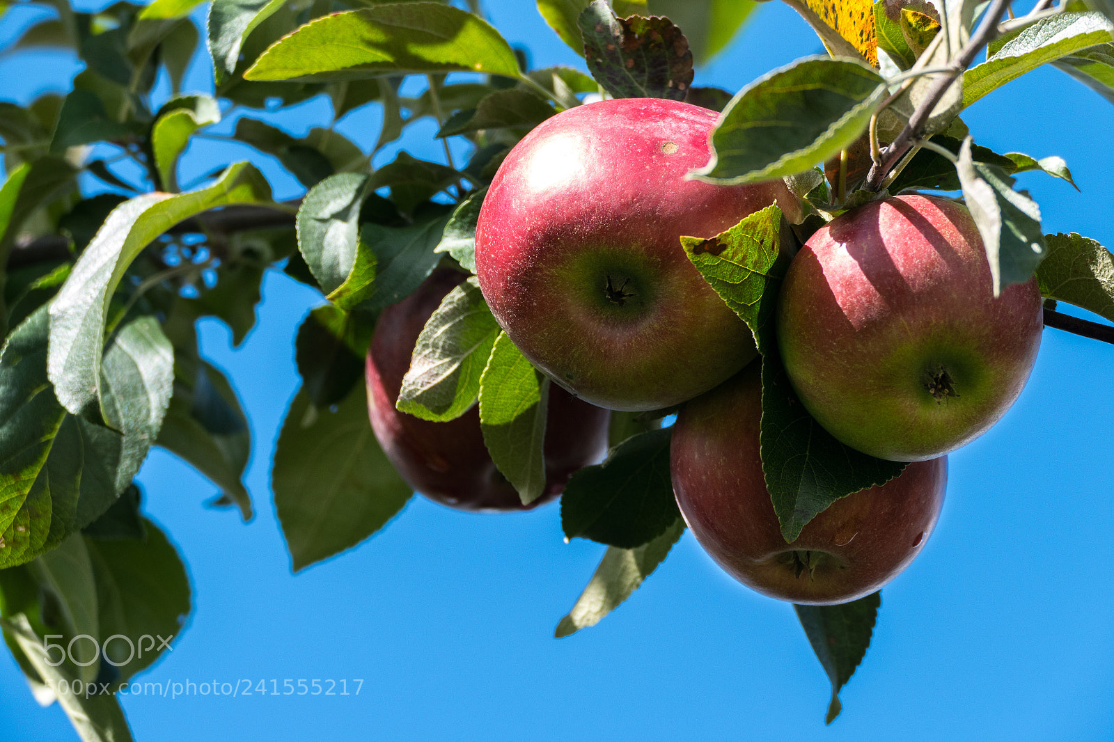 Panasonic Lumix DMC-FZ1000 sample photo. Ripe apples on a photography