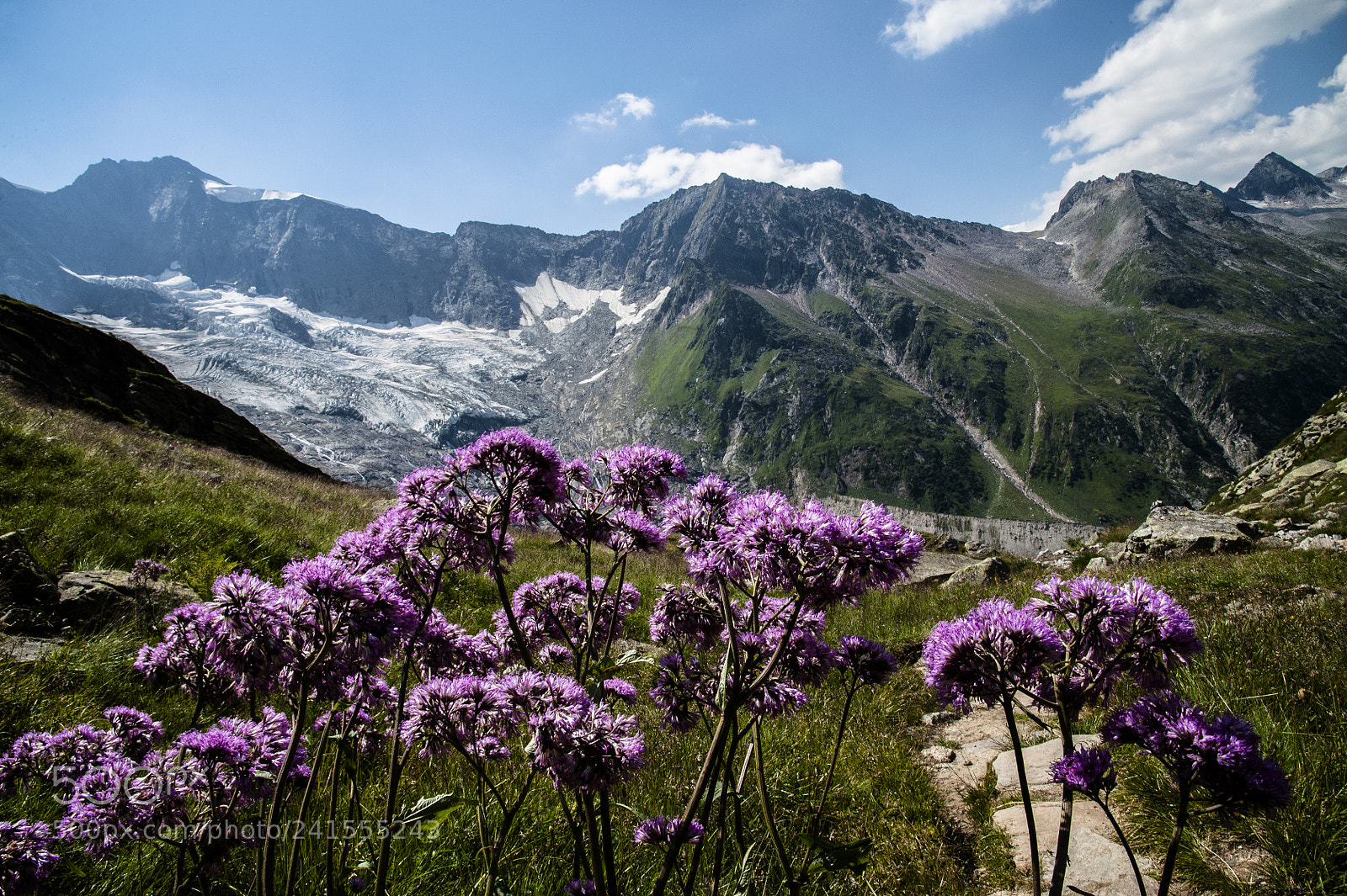 Nikon D700 sample photo. Mountain flower photography