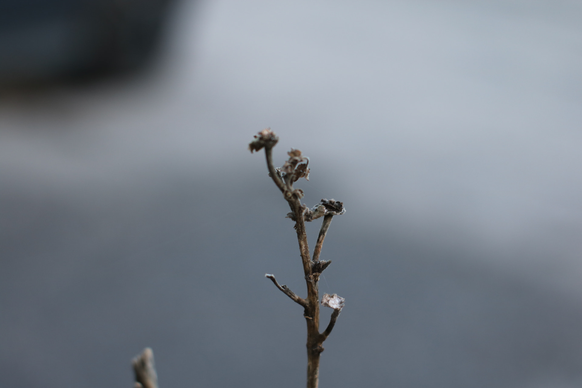 Canon 50mm sample photo. Drought plant photography