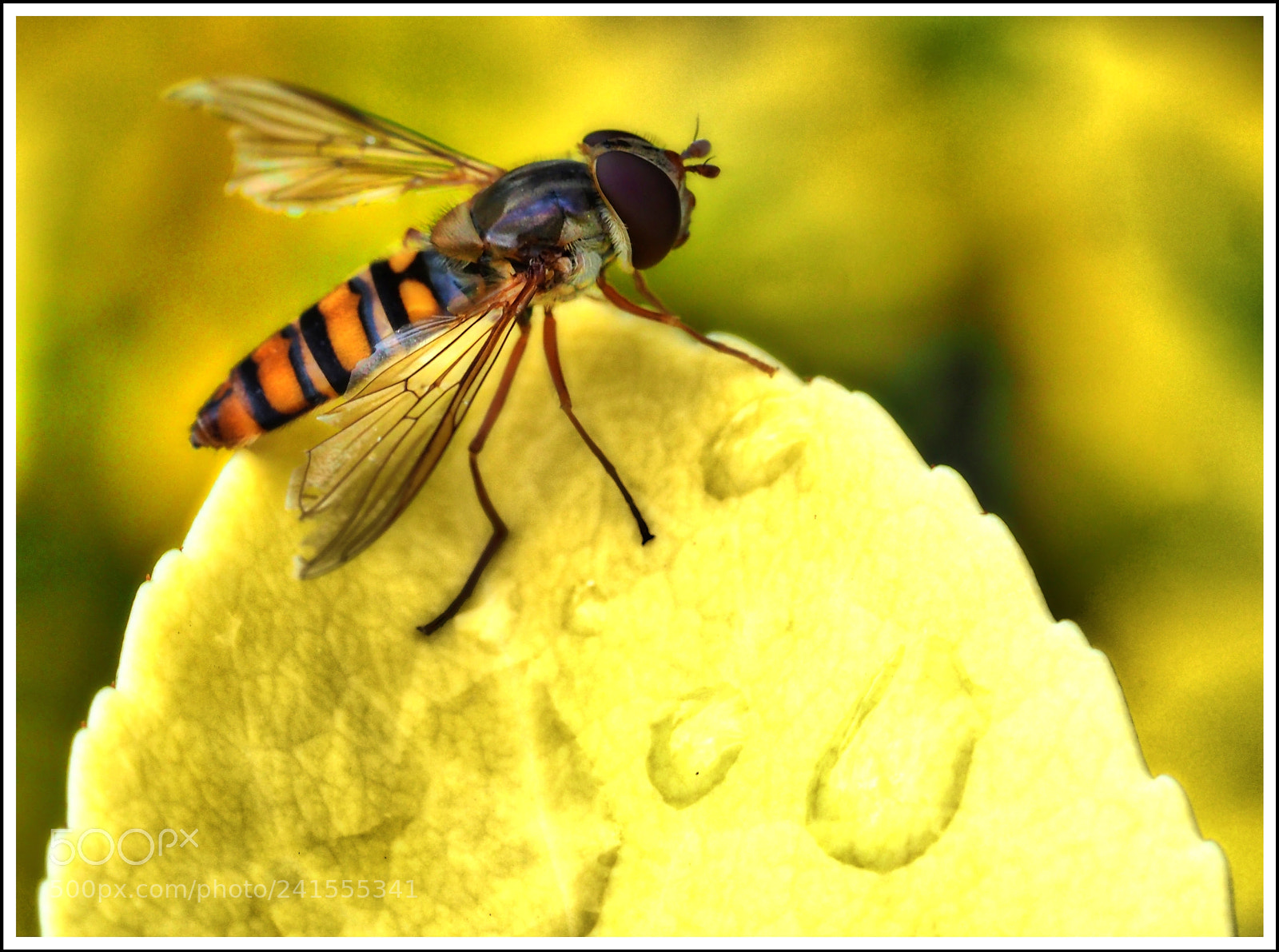 Olympus OM-D E-M1 Mark II sample photo. Angeknabbert photography