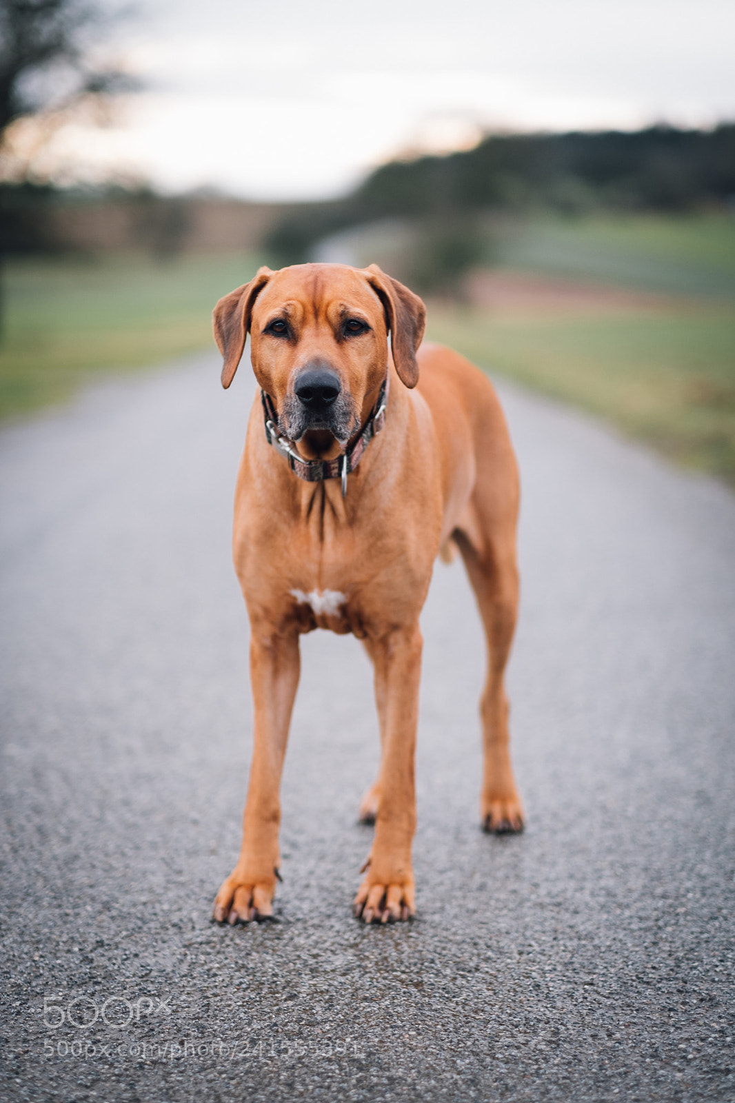 Fujifilm X-T20 sample photo. Lovely ridgeback :) photography