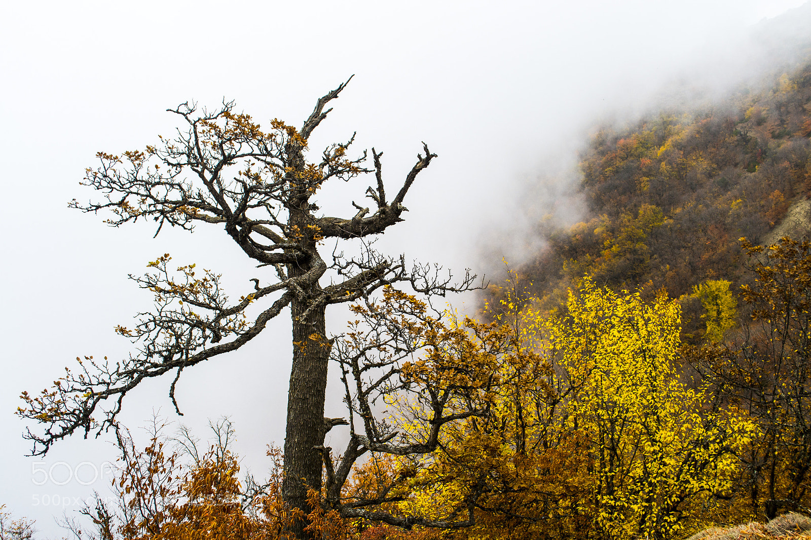 Nikon D3100 sample photo. Dead or alive photography