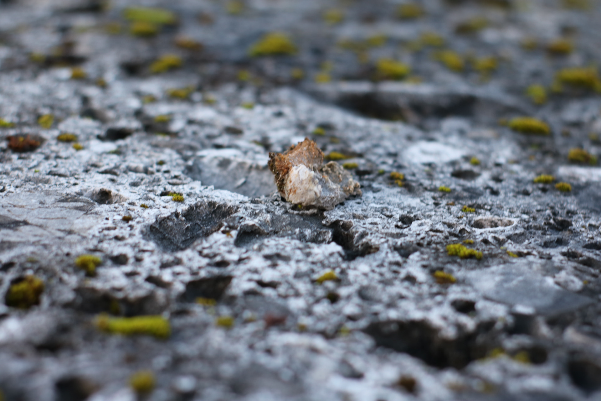 Canon 50mm sample photo. Moss on stone photography