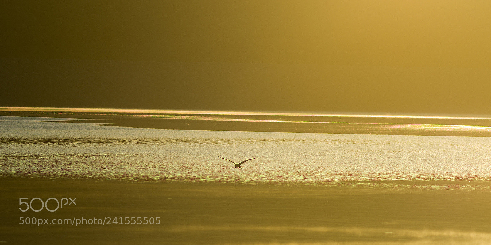 Pentax K-5 II sample photo. Bald eagle state park photography