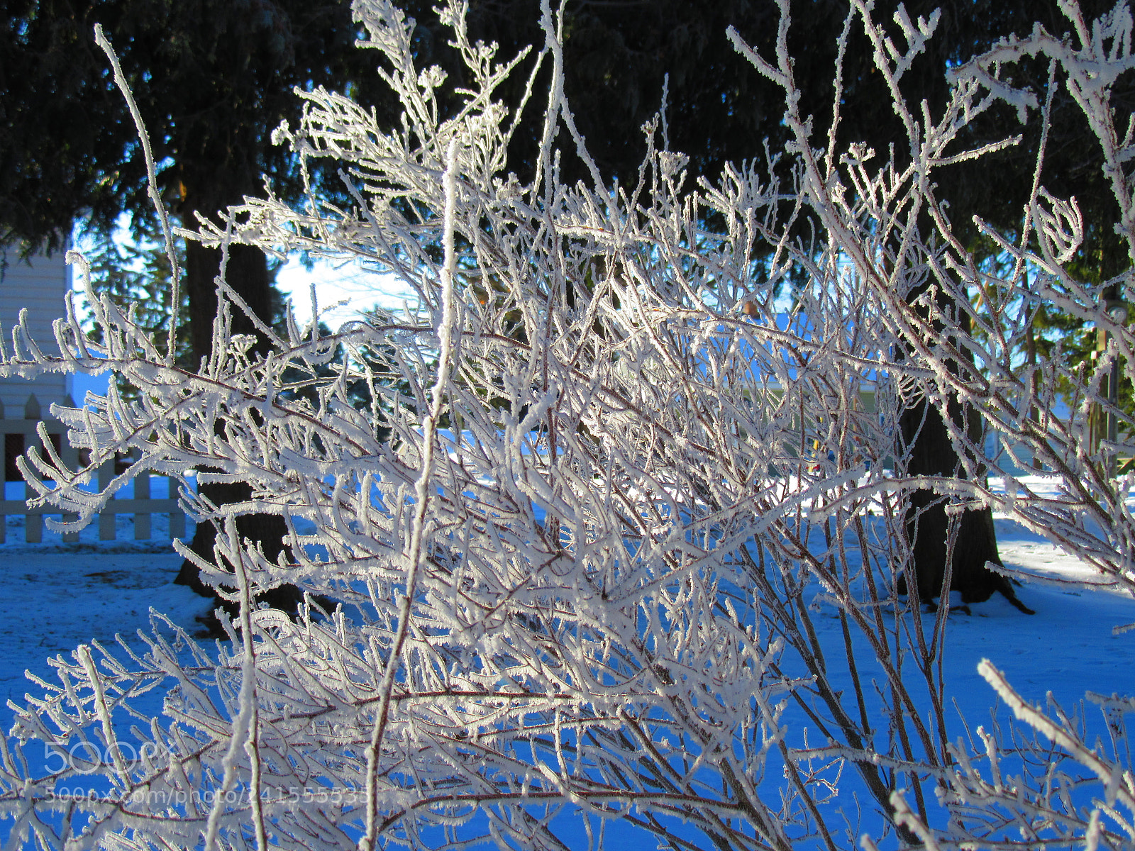 Canon PowerShot SX610 HS sample photo. Icy twigs photography