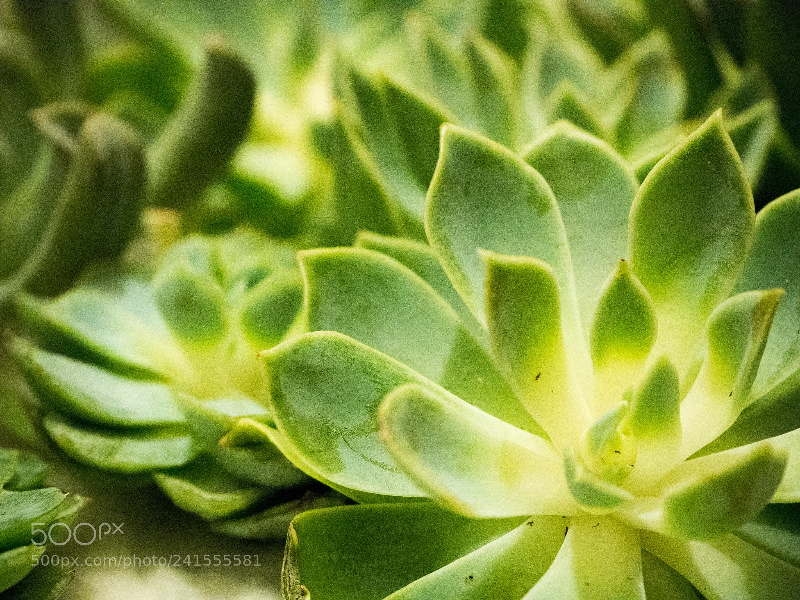 Olympus OM-D E-M10 III sample photo. Succulents close-up photography