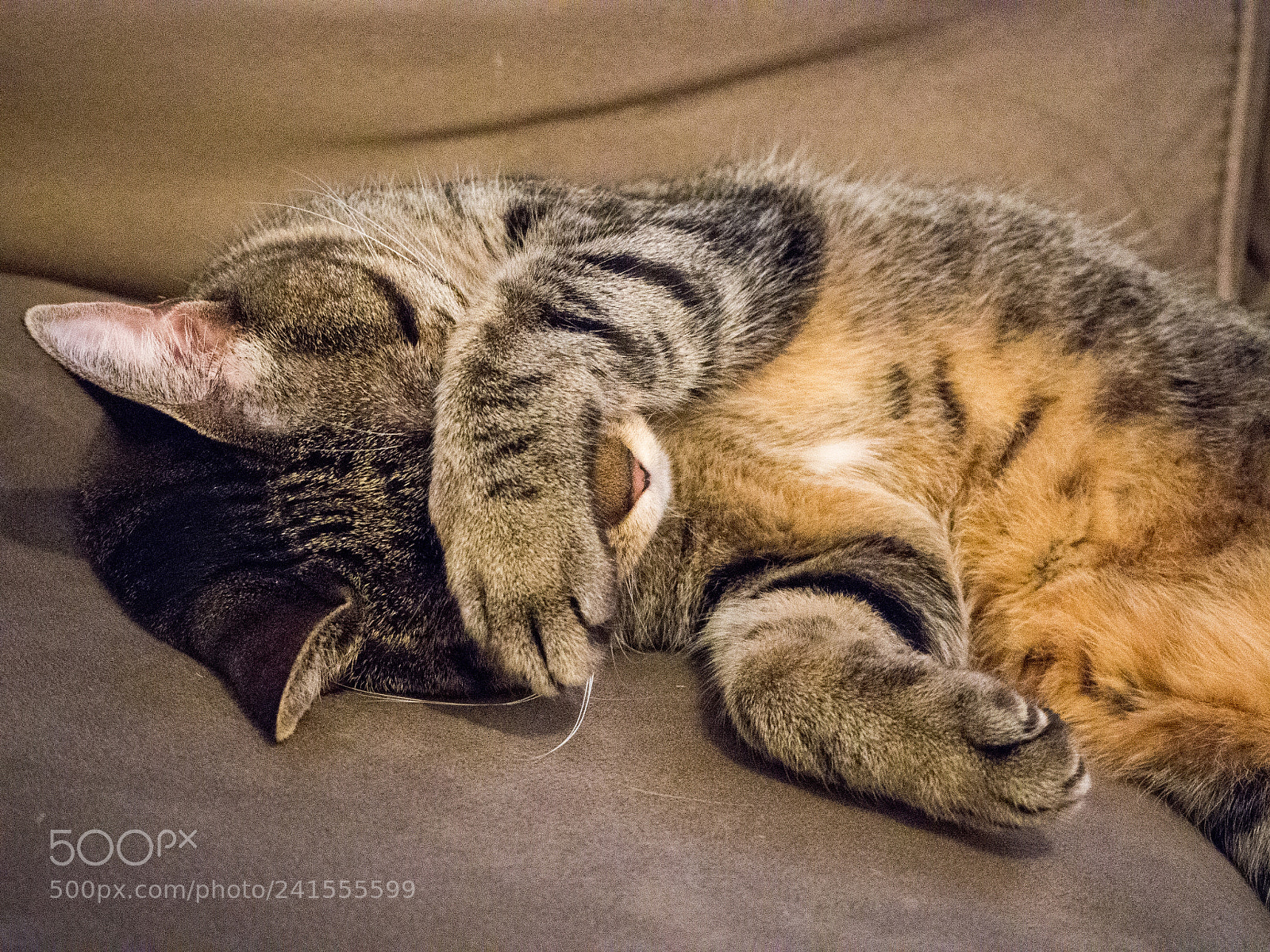 Olympus OM-D E-M10 III sample photo. Sleeping suki photography