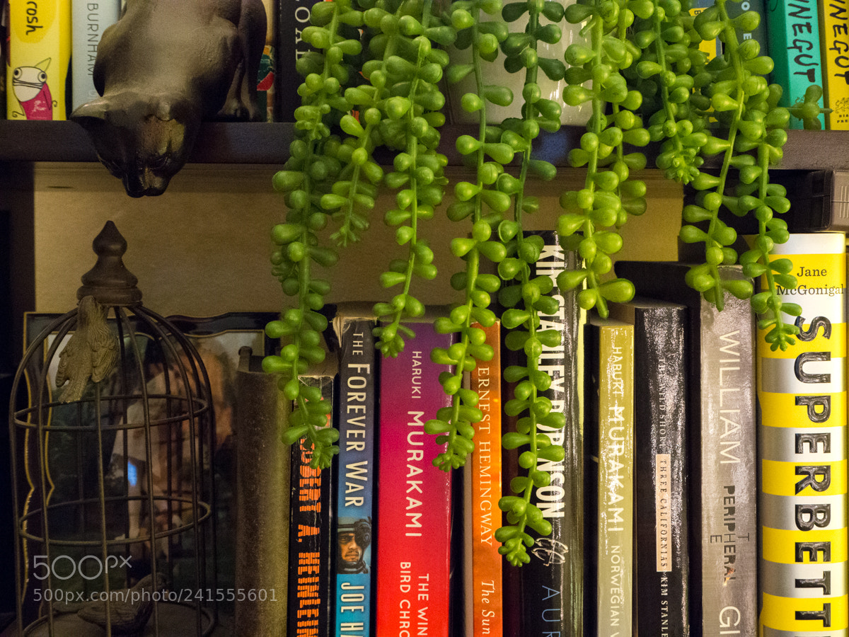 Olympus OM-D E-M10 III sample photo. Bookshelf photography