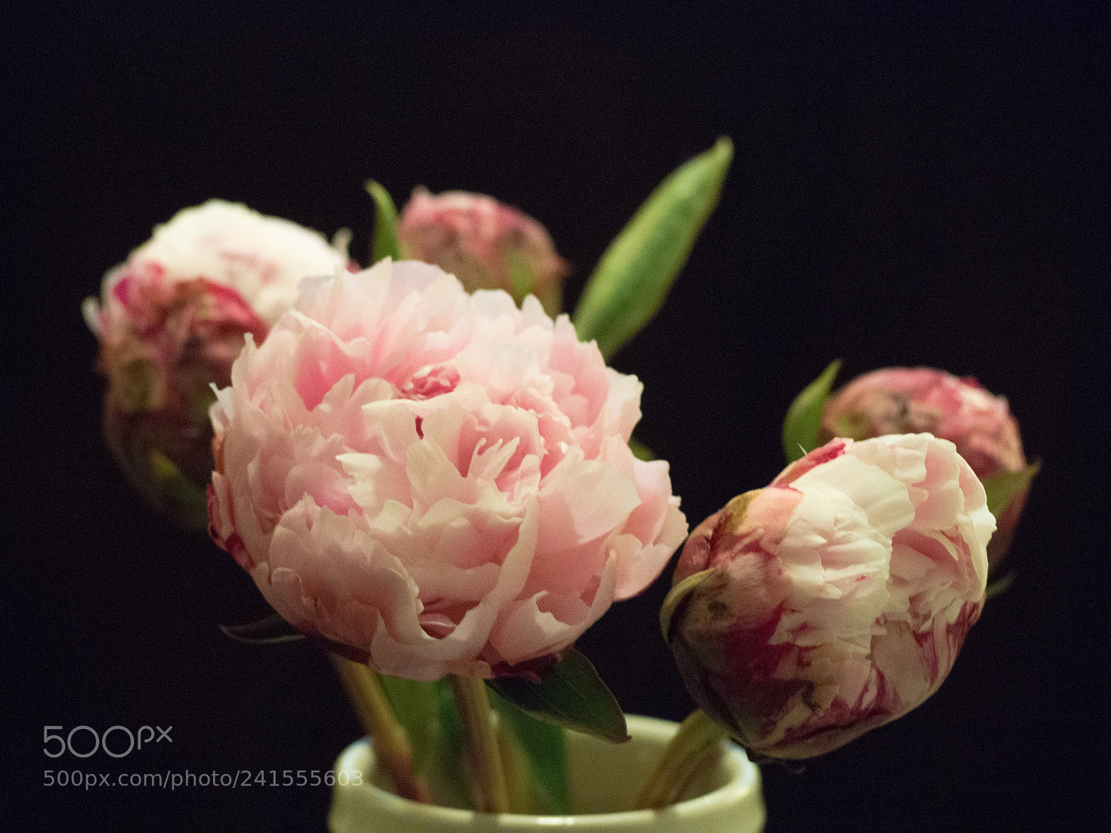 Olympus OM-D E-M10 III sample photo. Pink peonies mid-bloom photography