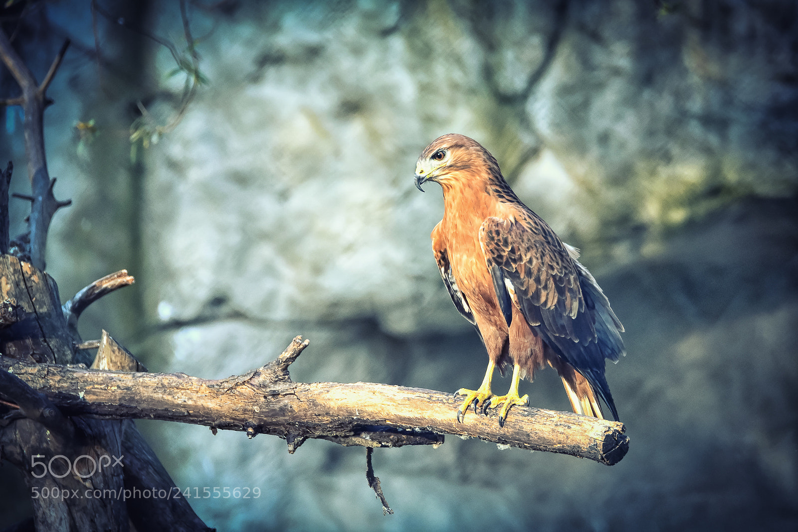 Nikon D810 sample photo. Falcon photography