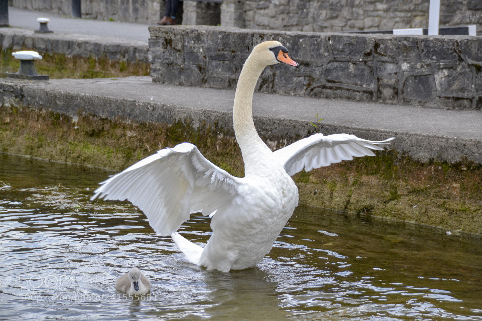 Nikon D3100 sample photo. Swan wings photography