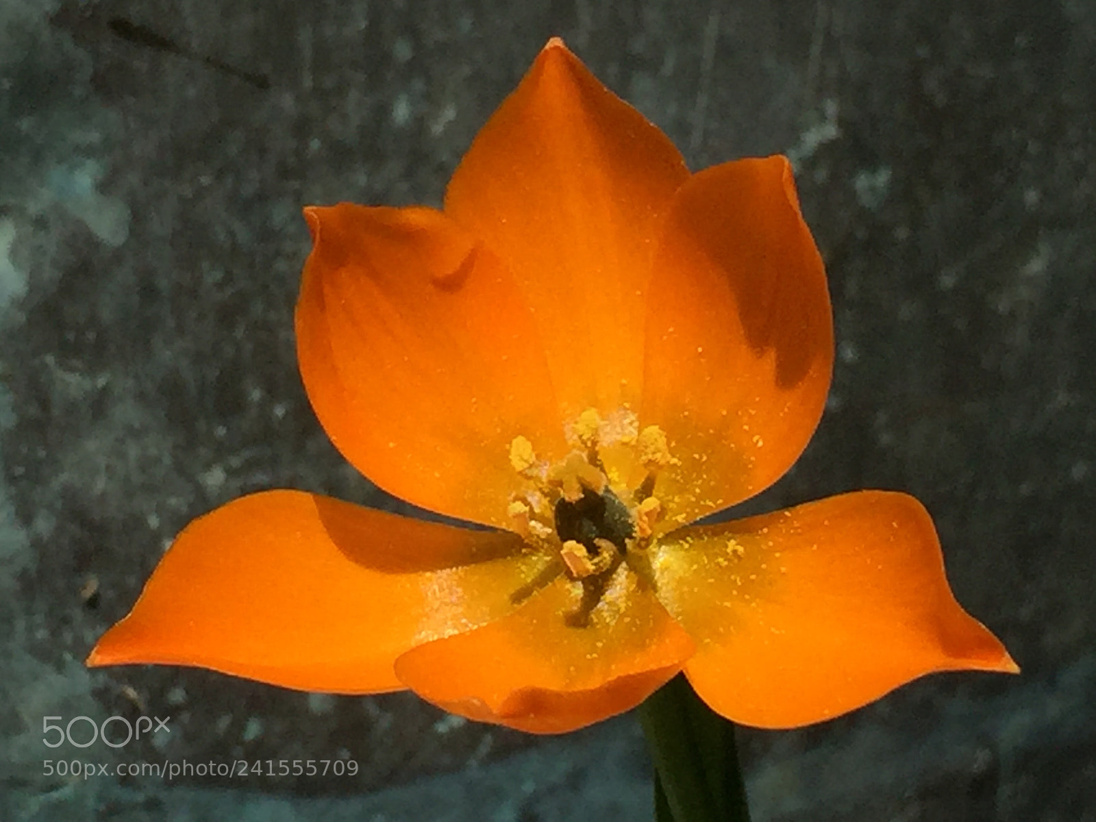 Apple iPhone 6 Plus sample photo. Once photography