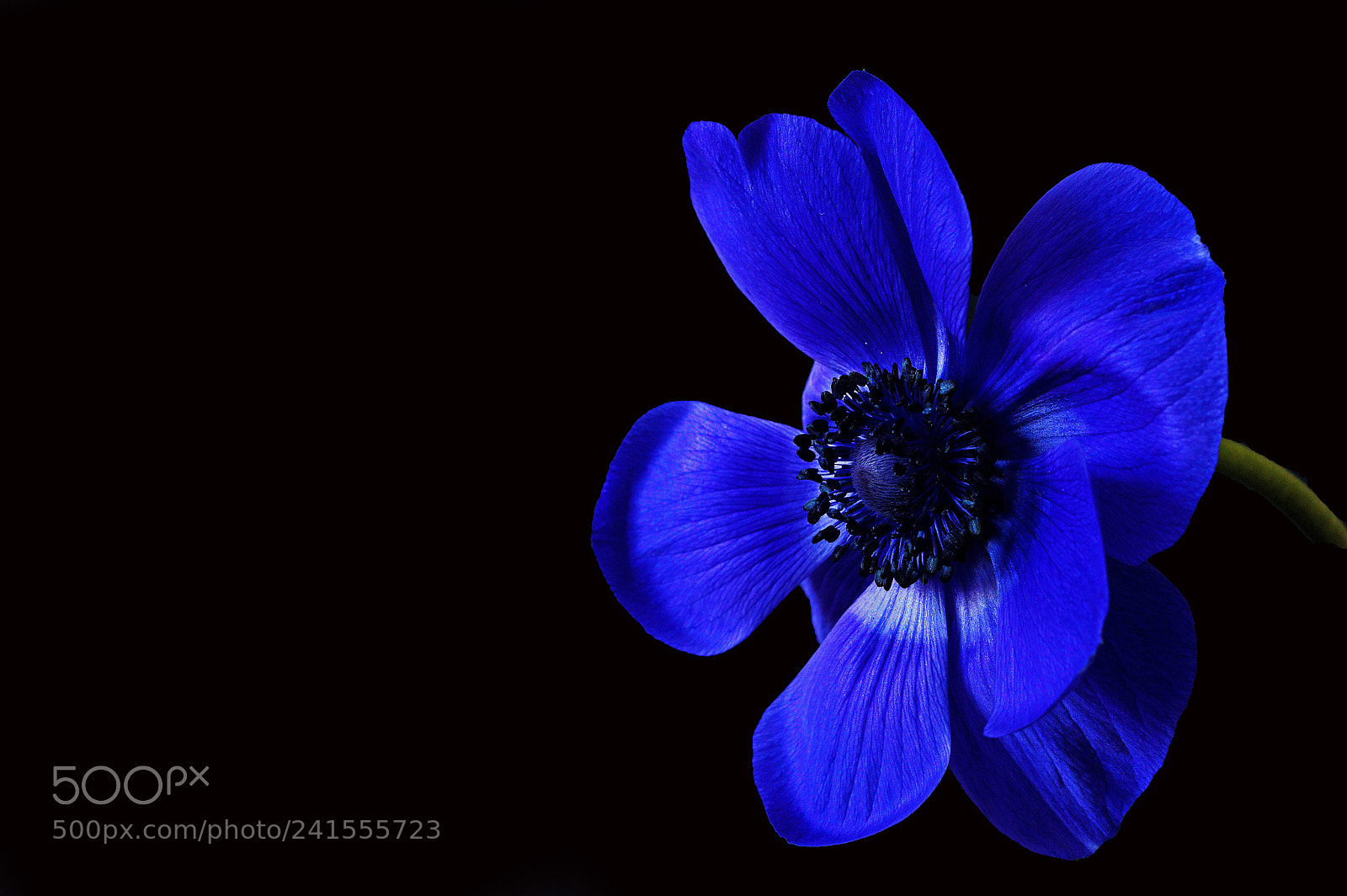 Nikon D3200 sample photo. Blue flower photography