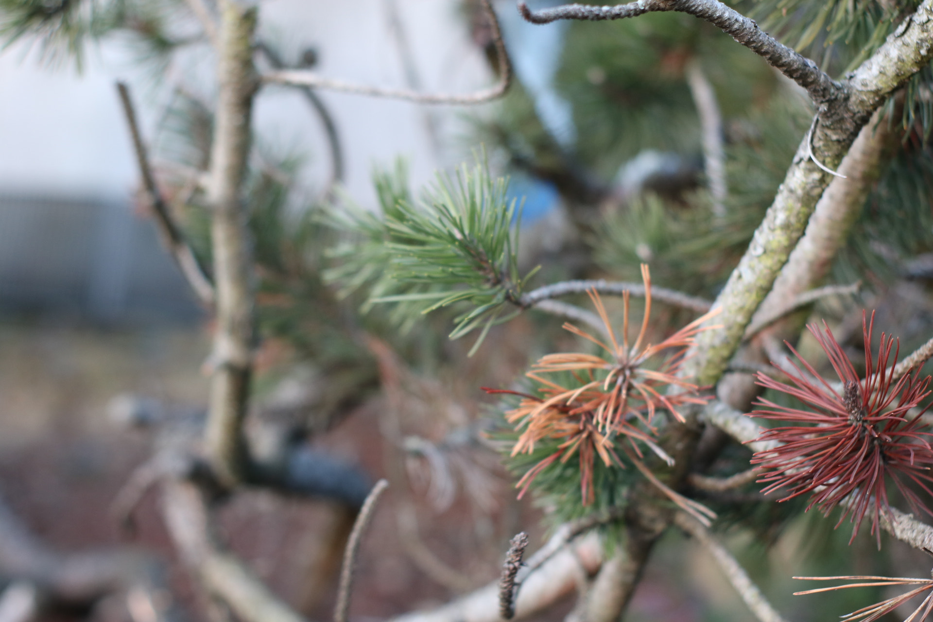 Canon 50mm sample photo. Branches confused photography
