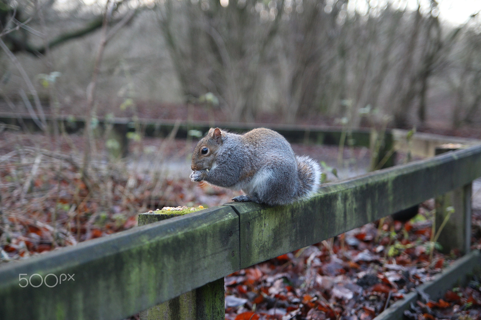 Canon EOS 700D (EOS Rebel T5i / EOS Kiss X7i) + Tamron SP AF 17-50mm F2.8 XR Di II LD Aspherical (IF) sample photo. Squirrel photography