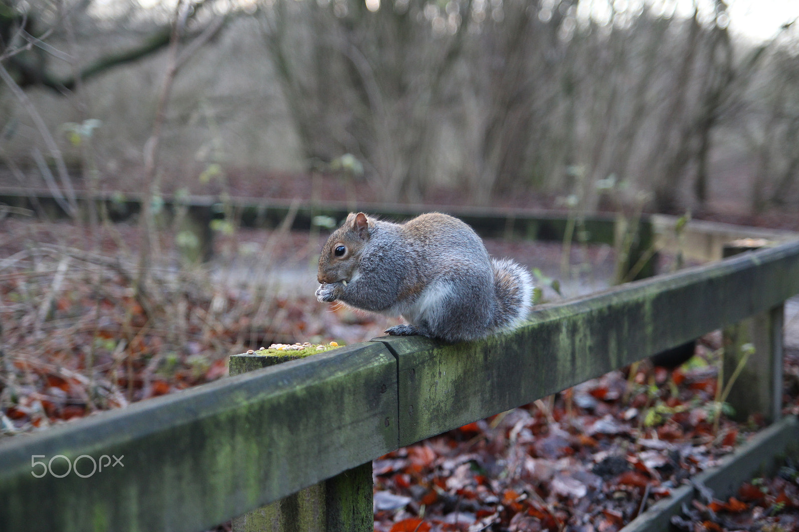 Tamron SP AF 17-50mm F2.8 XR Di II LD Aspherical (IF) sample photo. Squirrel photography