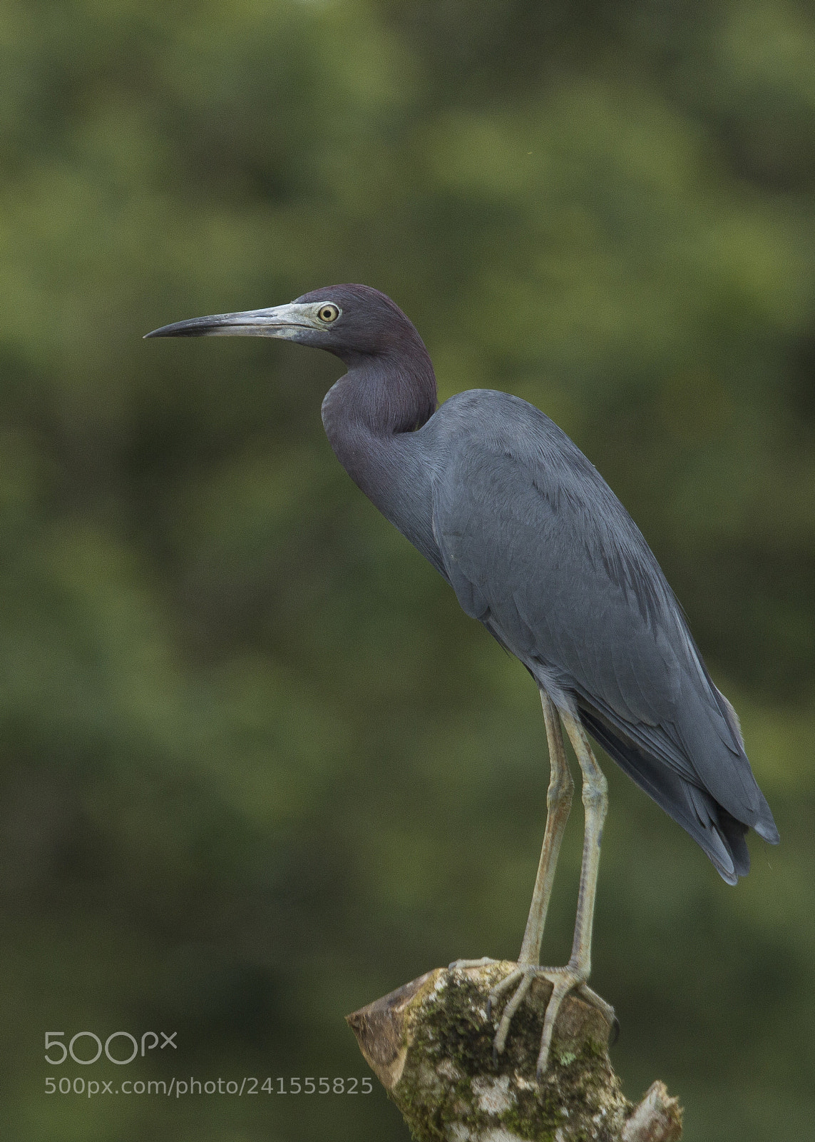 Canon EOS 60D sample photo. Little blue heron egretta photography