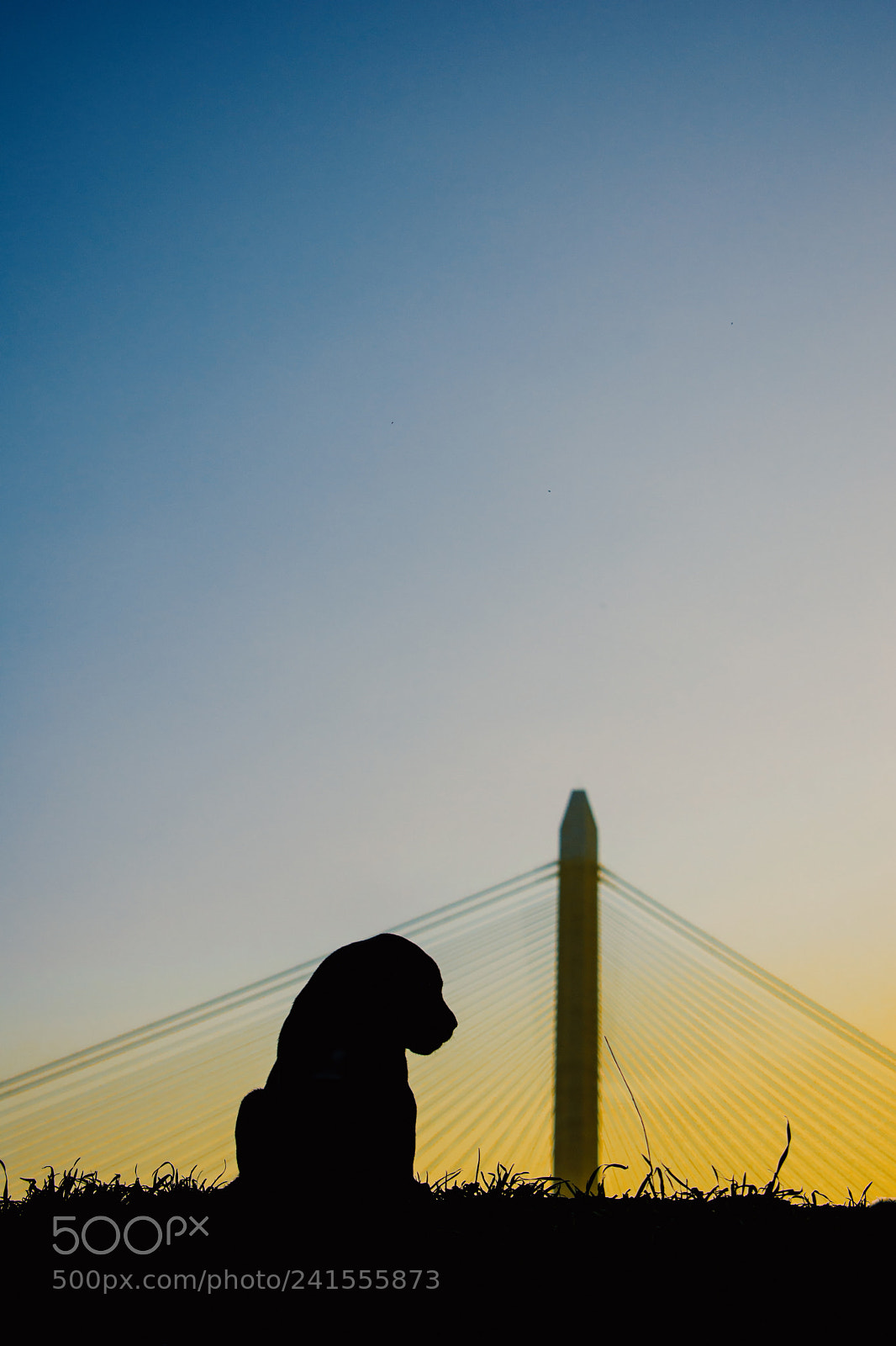 Nikon D7200 sample photo. Sihouette dog photography
