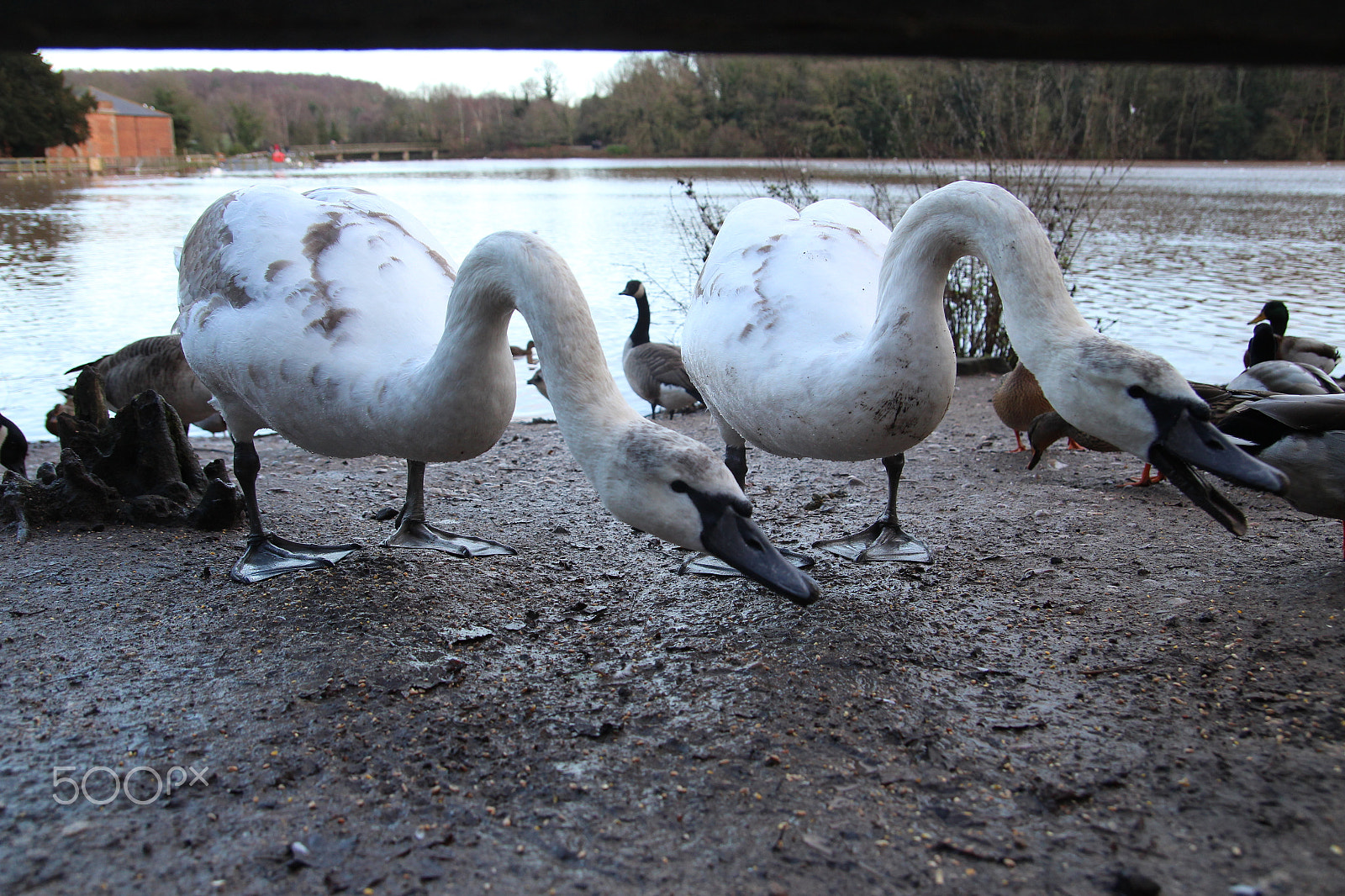 Tamron SP AF 17-50mm F2.8 XR Di II LD Aspherical (IF) sample photo. Swans photography