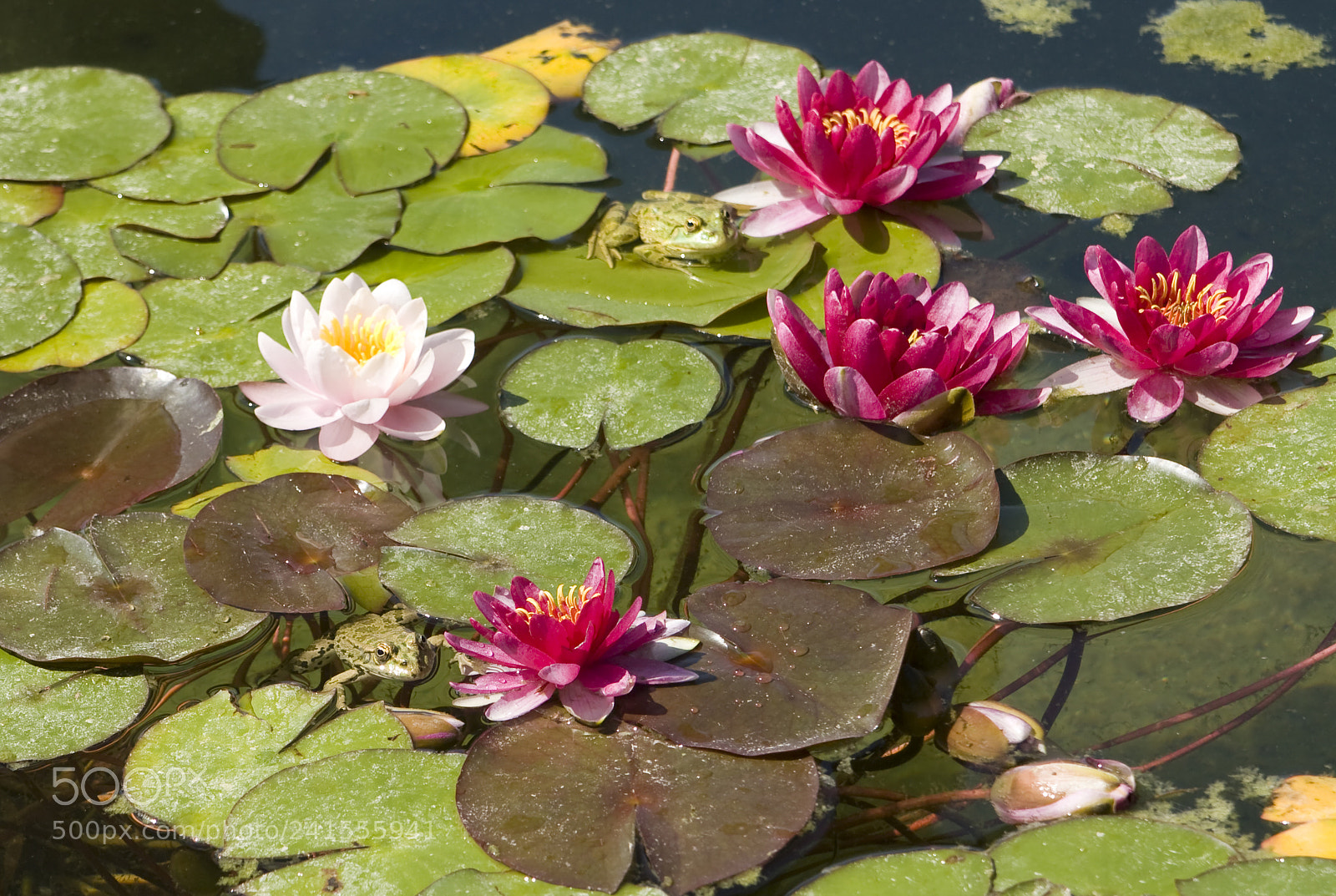 Canon EOS 450D (EOS Rebel XSi / EOS Kiss X2) sample photo. Water lilies and frogs photography