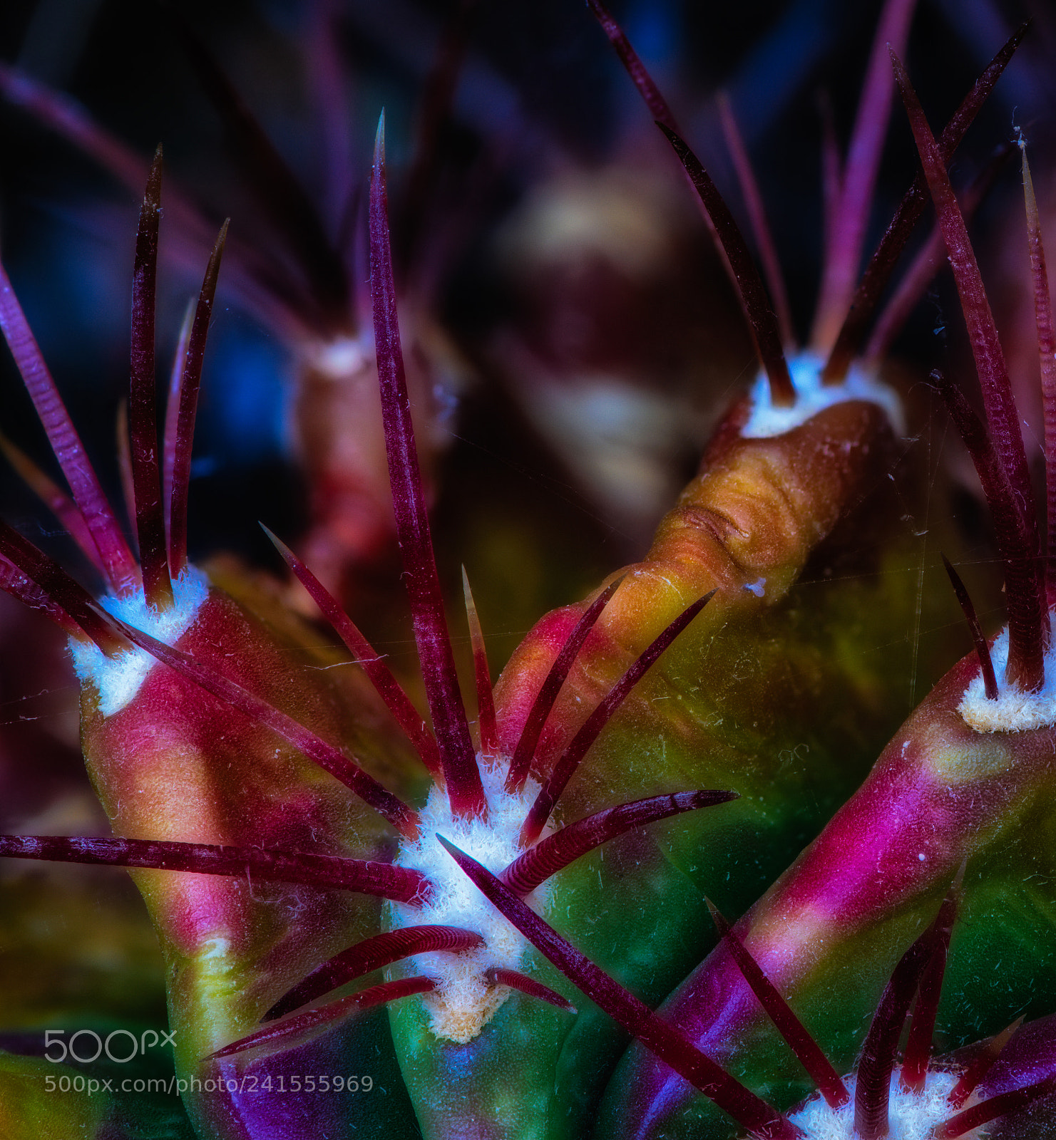 Nikon D810 sample photo. Colors of a cactus photography