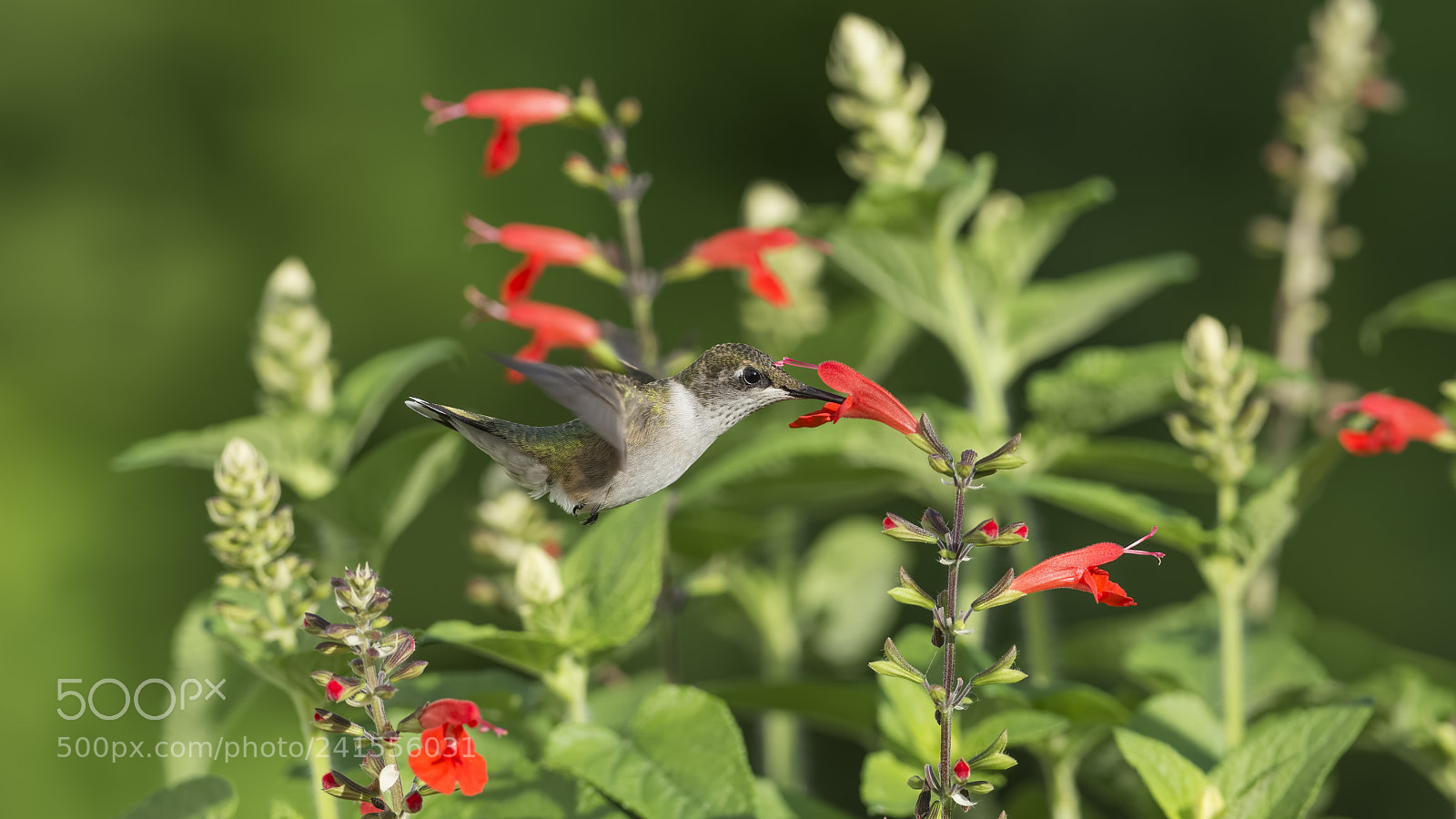 Nikon D7100 sample photo. The hummingbird honey hole photography