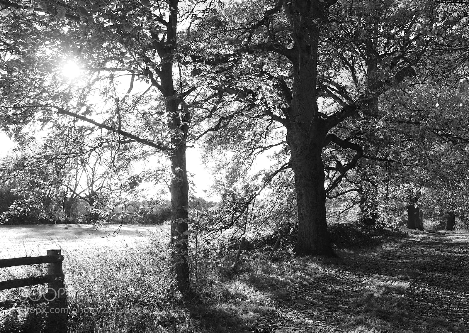 Olympus OM-D E-M5 II sample photo. Path and sunlight photography