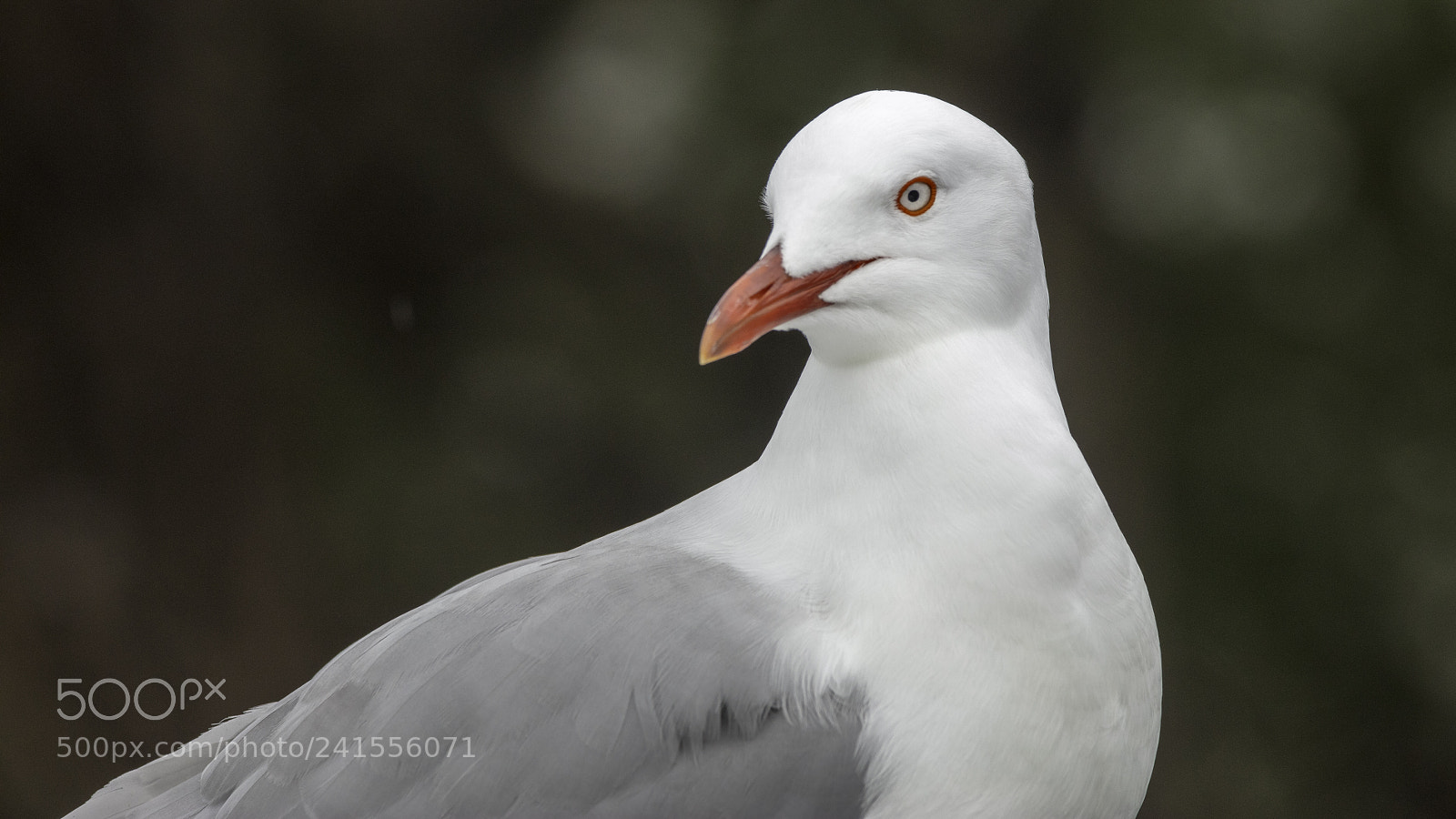 Canon EOS 5DS sample photo. Silver gull photography