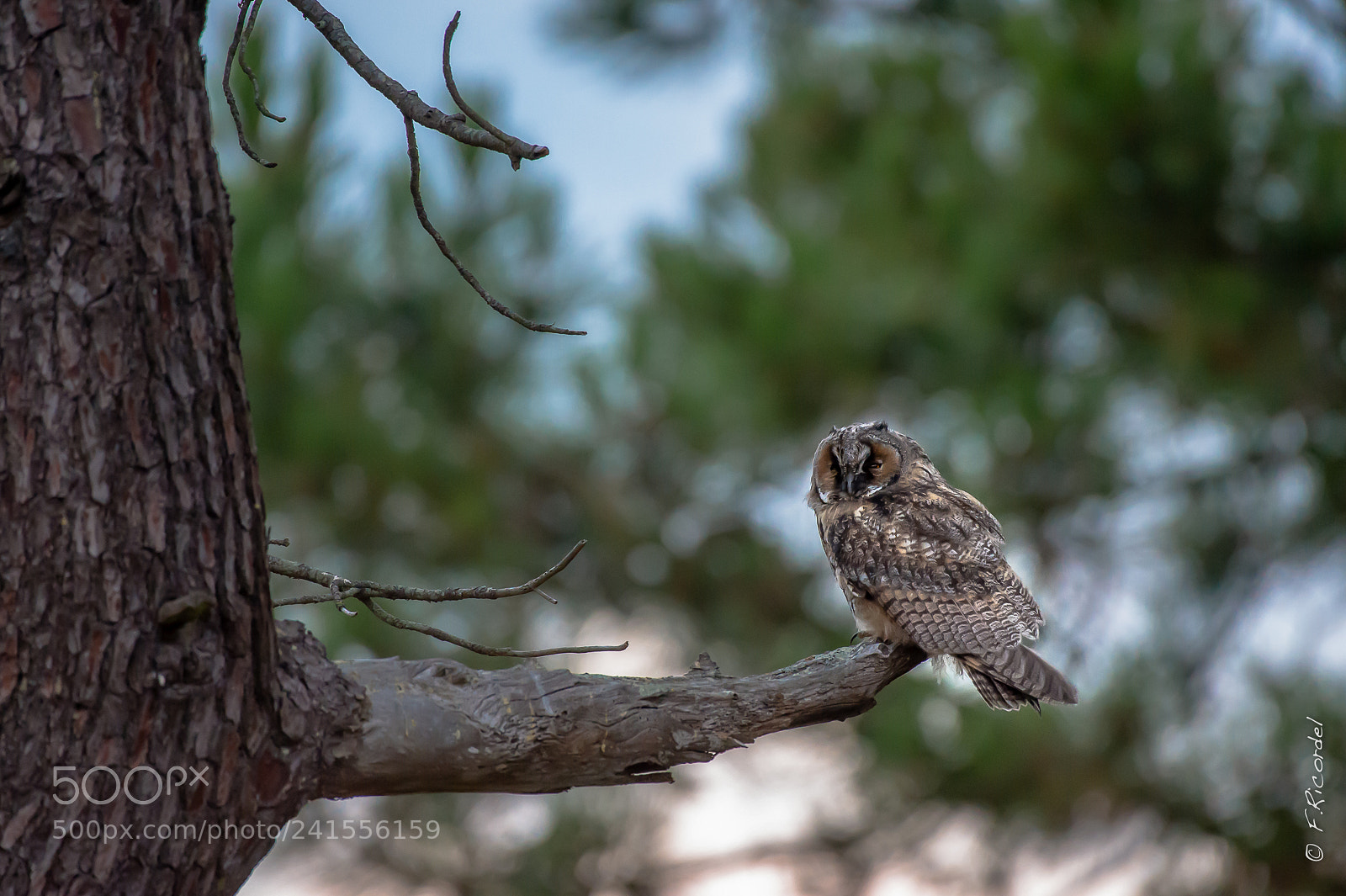 Nikon D4S sample photo. Long-eared owl photography