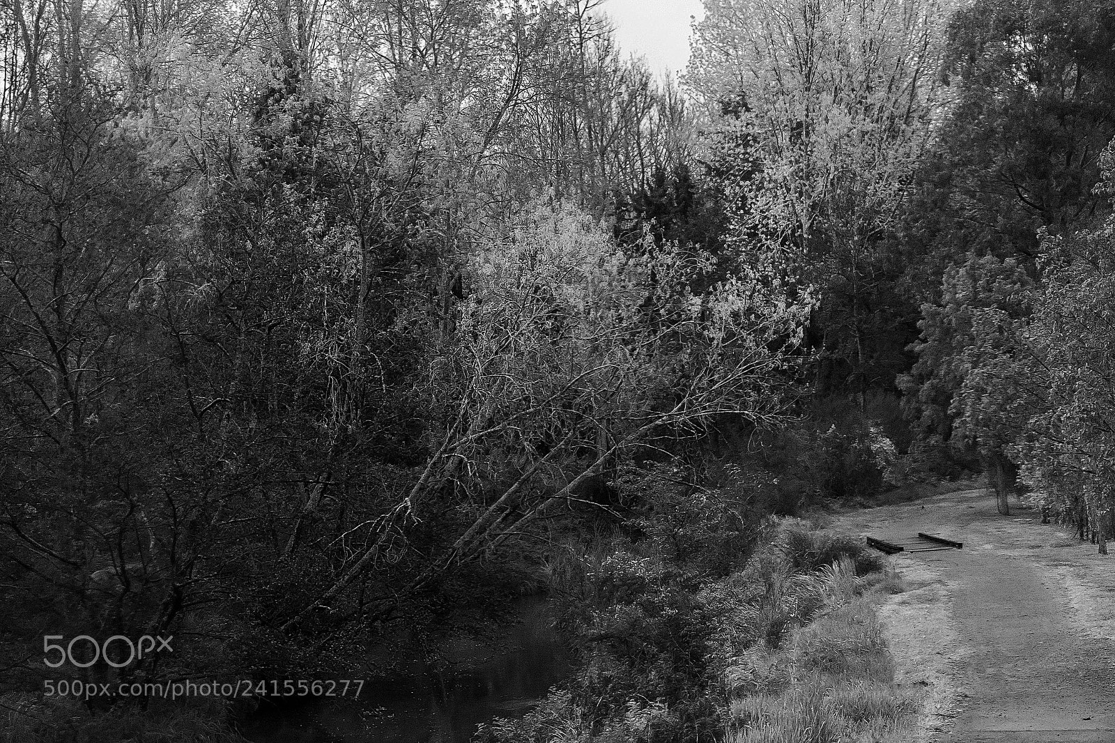 Canon EOS 6D Mark II sample photo. Tauranga river photography