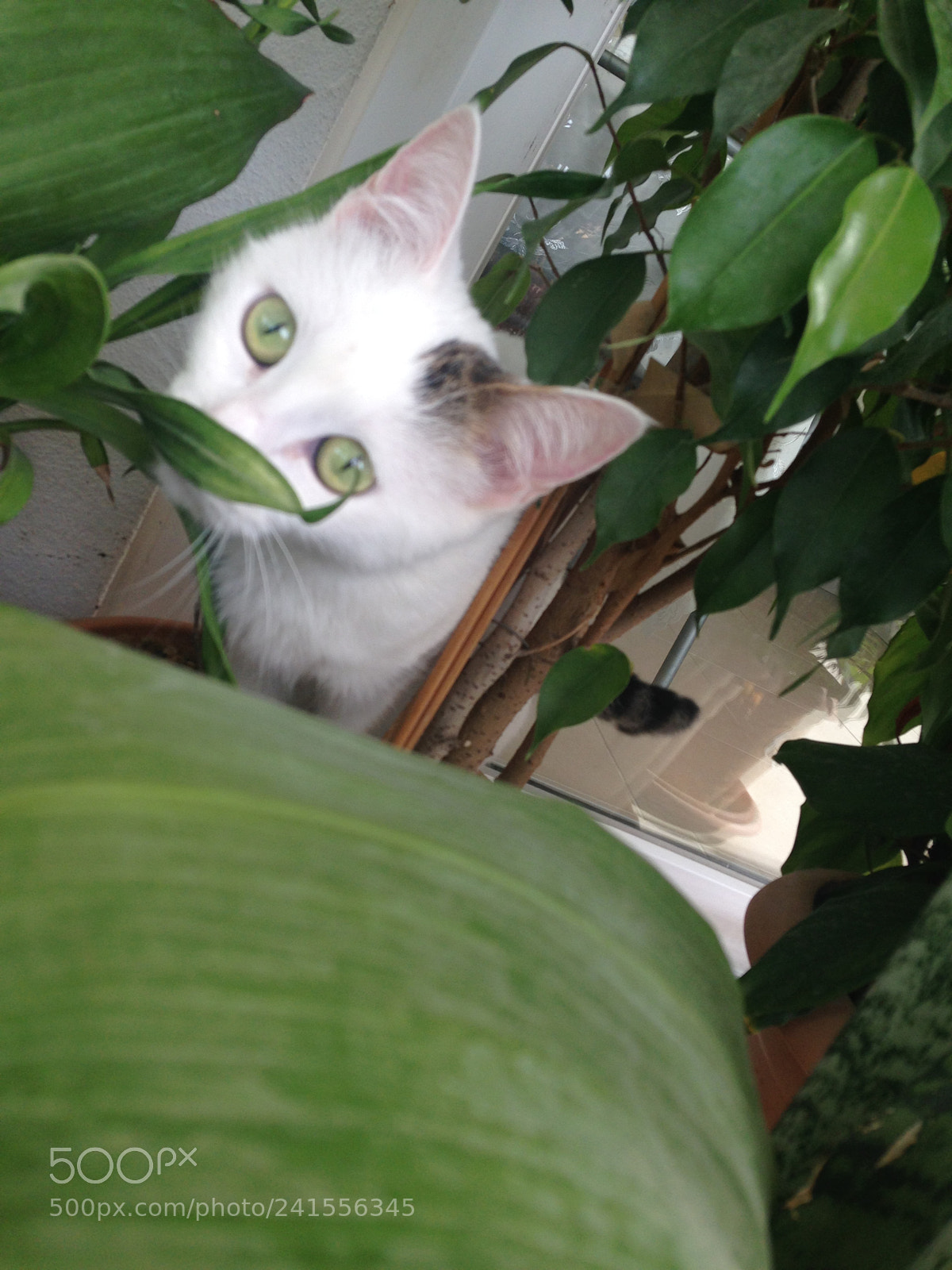 Apple iPhone 5 sample photo. Cat ❤️ photography