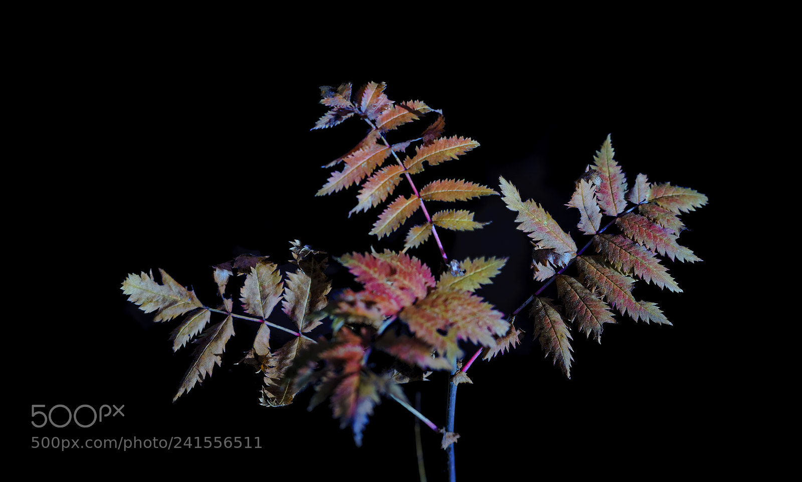 Sony a7 II sample photo. Leaves photography
