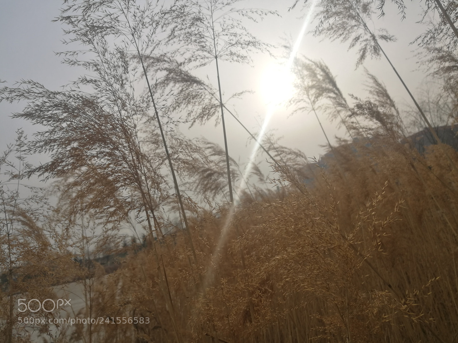 HUAWEI P9 Plus sample photo. 芦苇 photography