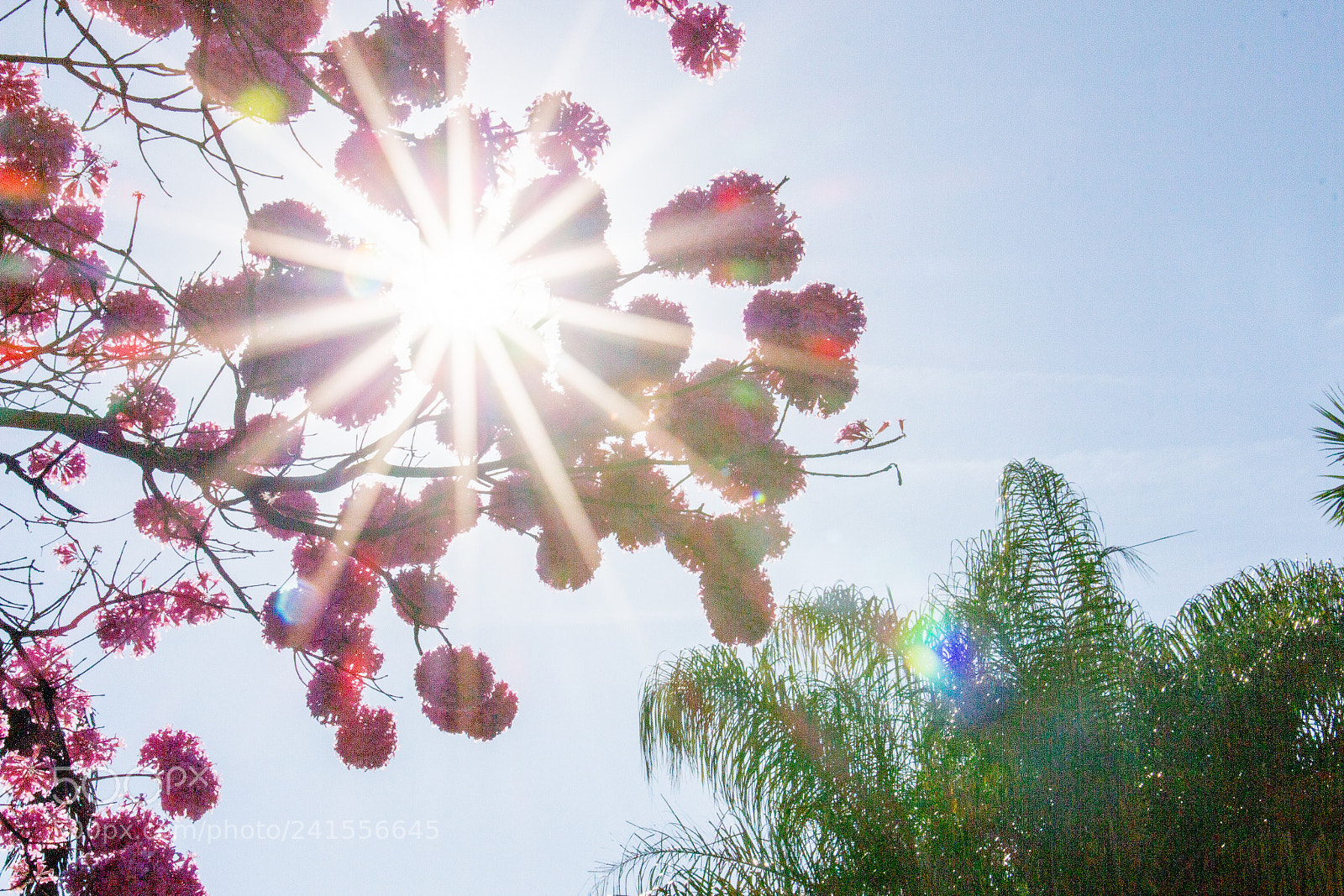Canon EOS 700D (EOS Rebel T5i / EOS Kiss X7i) sample photo. Sunshine photography