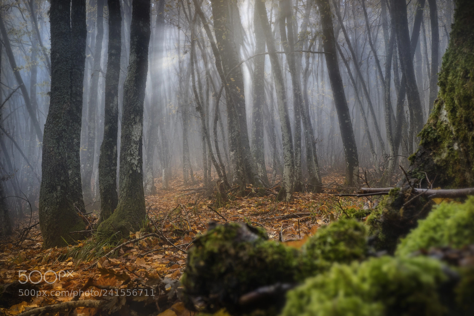 Sony a6500 sample photo. Il bosco autunnale photography
