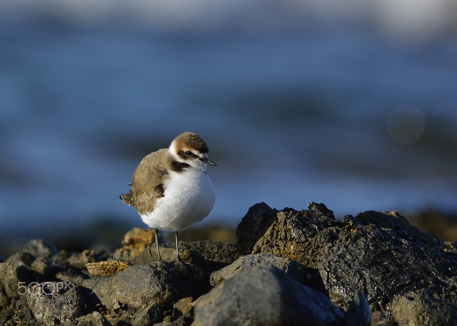 Nikon D7100 + Nikon AF-S Nikkor 500mm F4G ED VR sample photo. Kentish plover photography