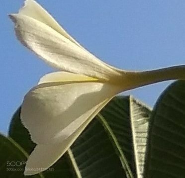 Xiaomi MI MAX sample photo. Plumeria alba photography