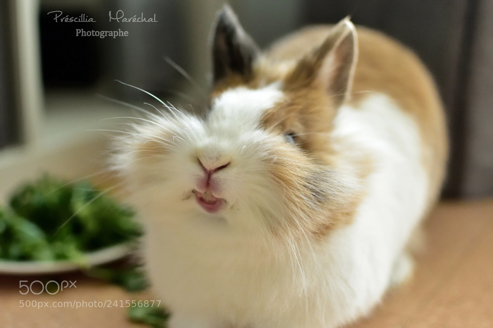 Nikon D5500 sample photo. Alvine et son plus photography