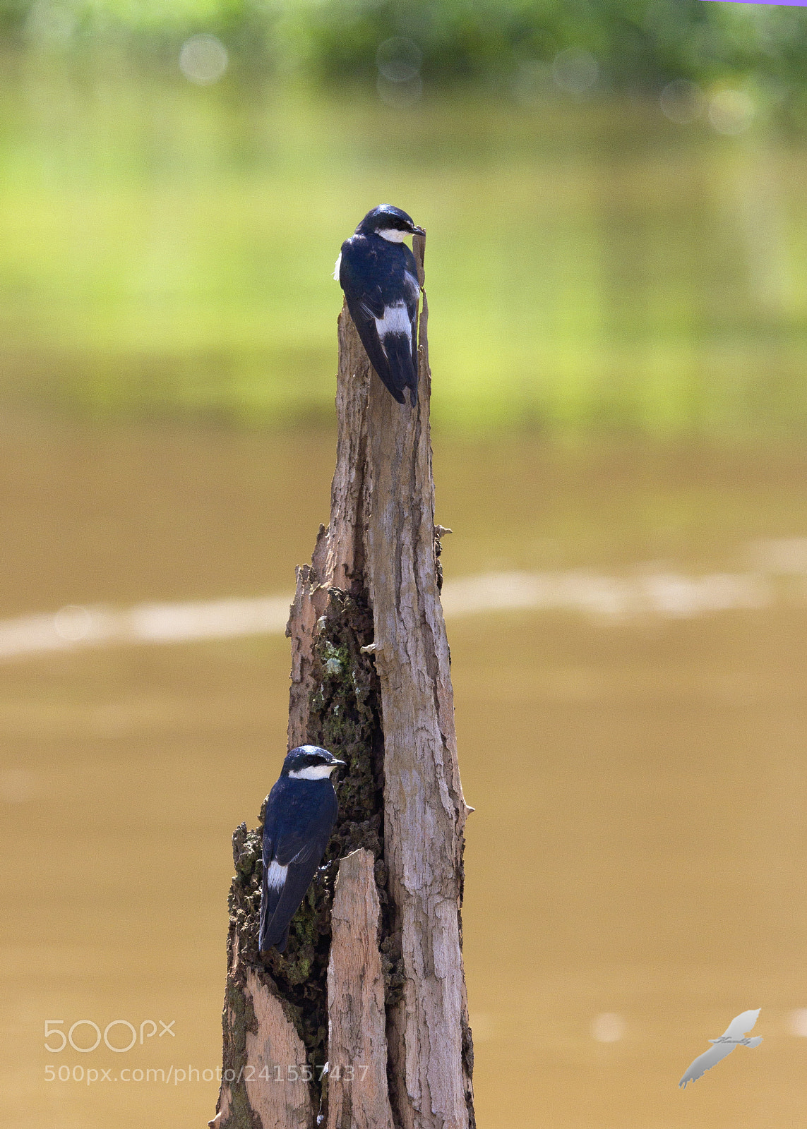Canon EOS 60D sample photo. Blue and white swallow photography