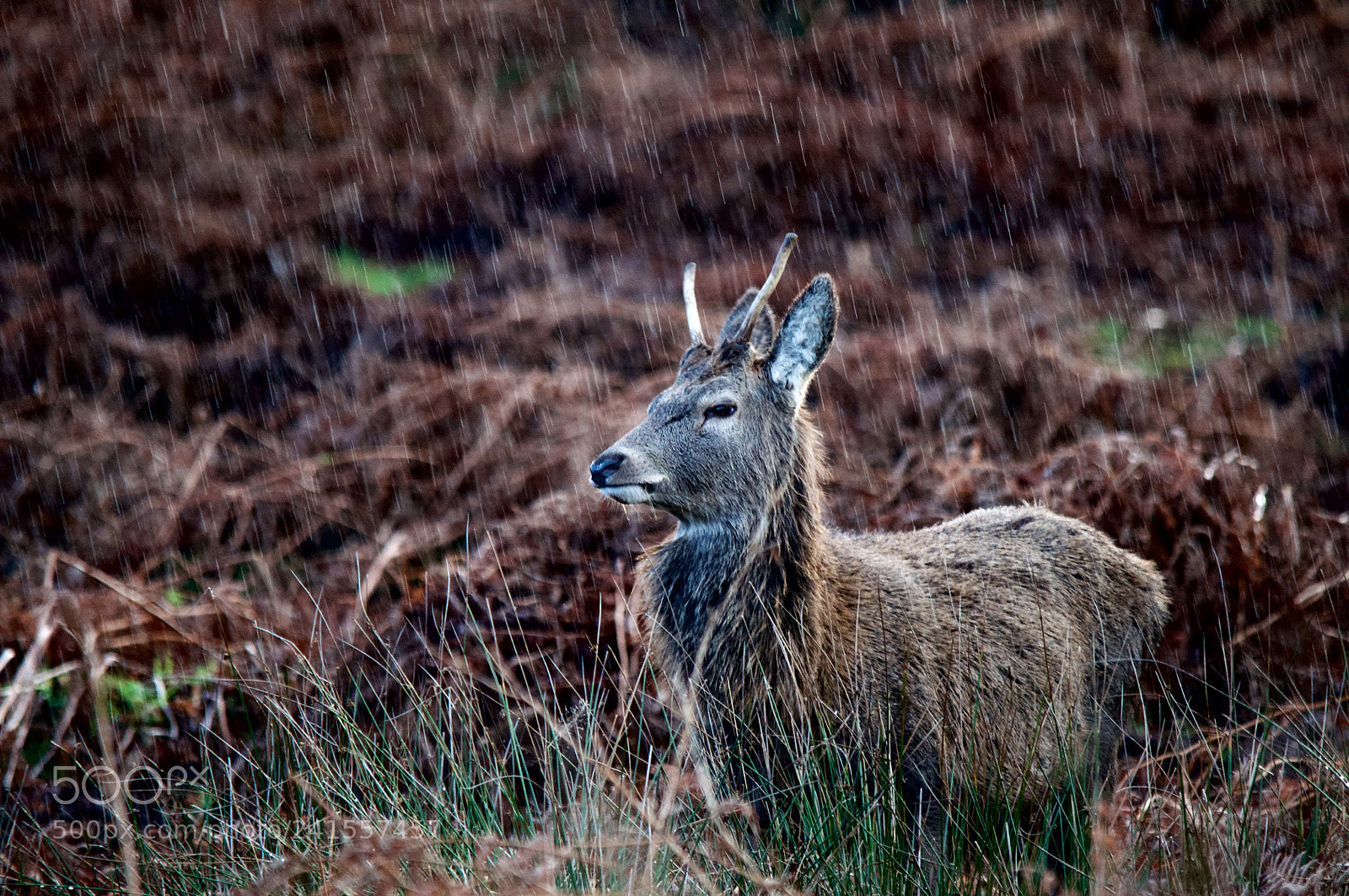 Nikon D90 sample photo. Rain deer photography