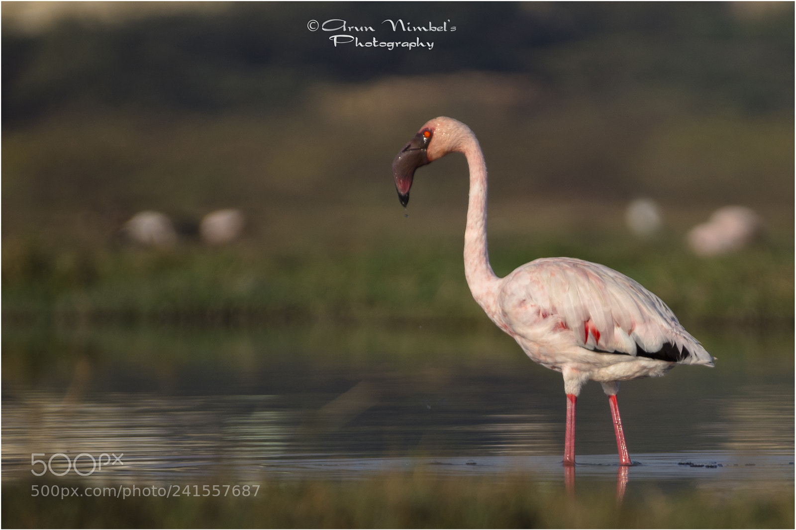 Sony SLT-A68 sample photo. Lesser flamingo. photography