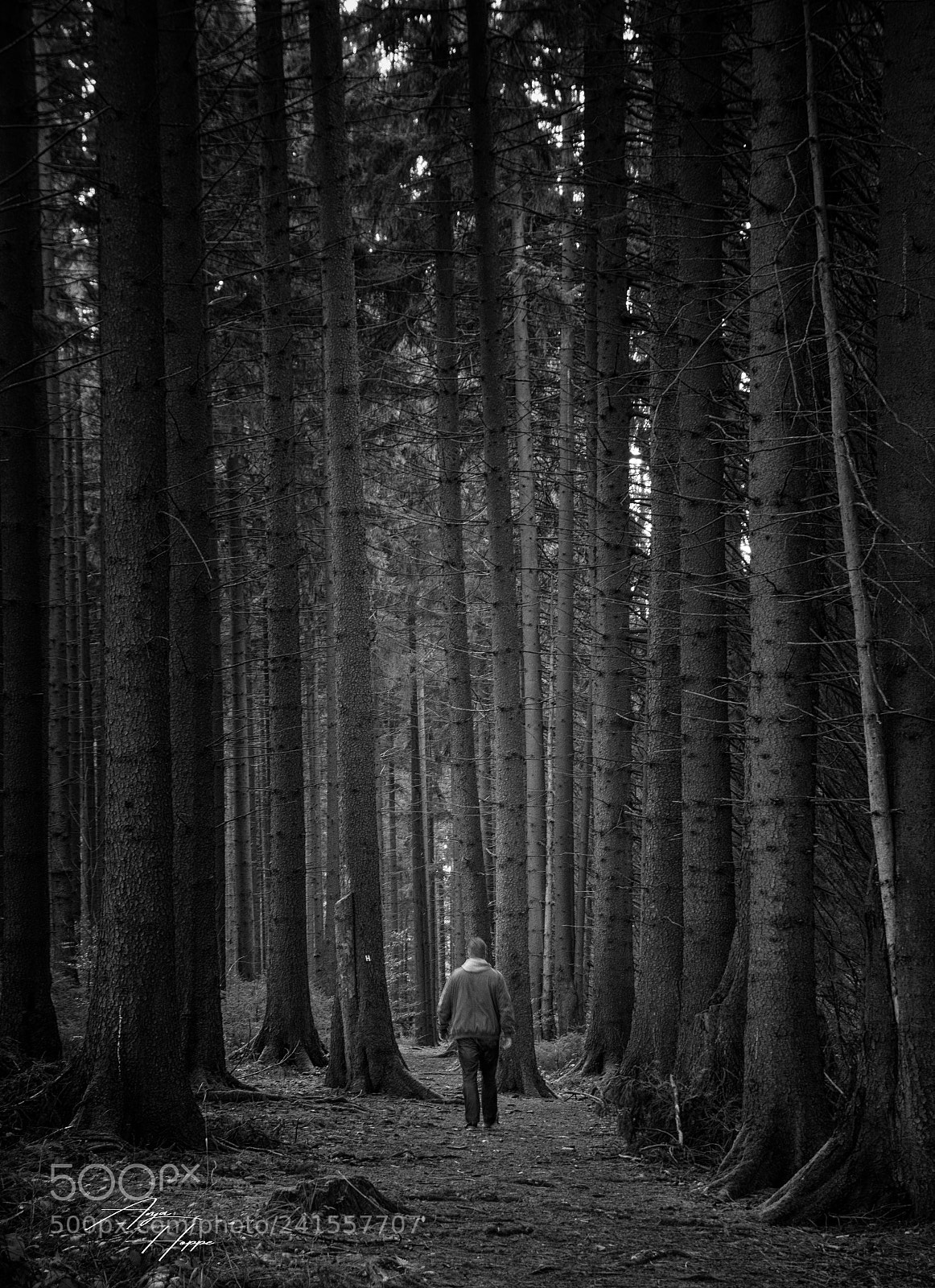 Nikon D5500 sample photo. Im tiefen wald photography