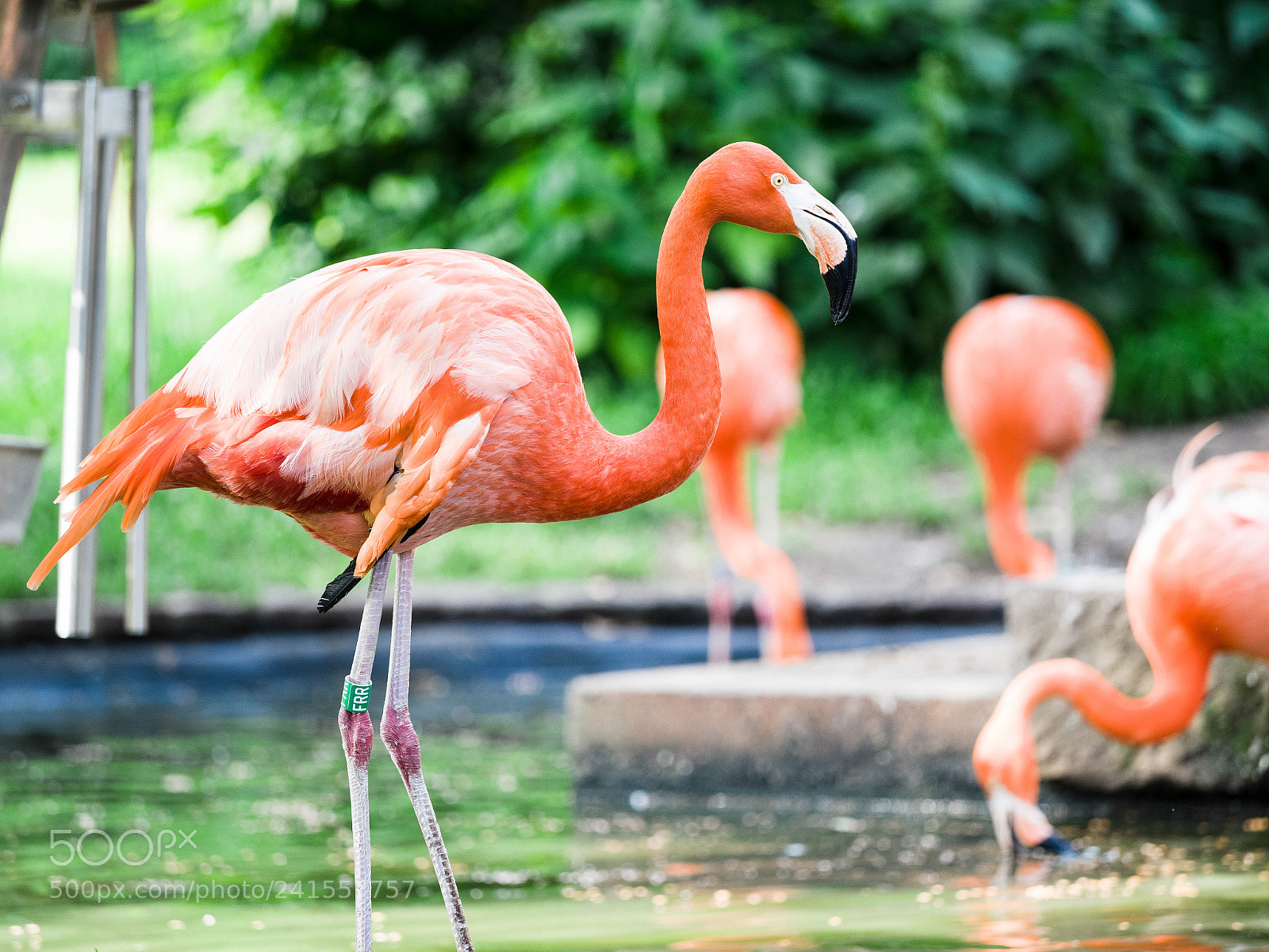 Olympus OM-D E-M1 Mark II sample photo. Flamingos photography