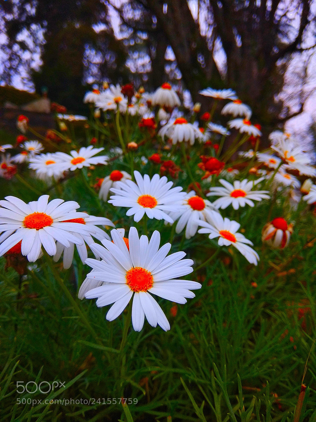 Xiaomi Redmi Note 4 sample photo. Peace.. photography