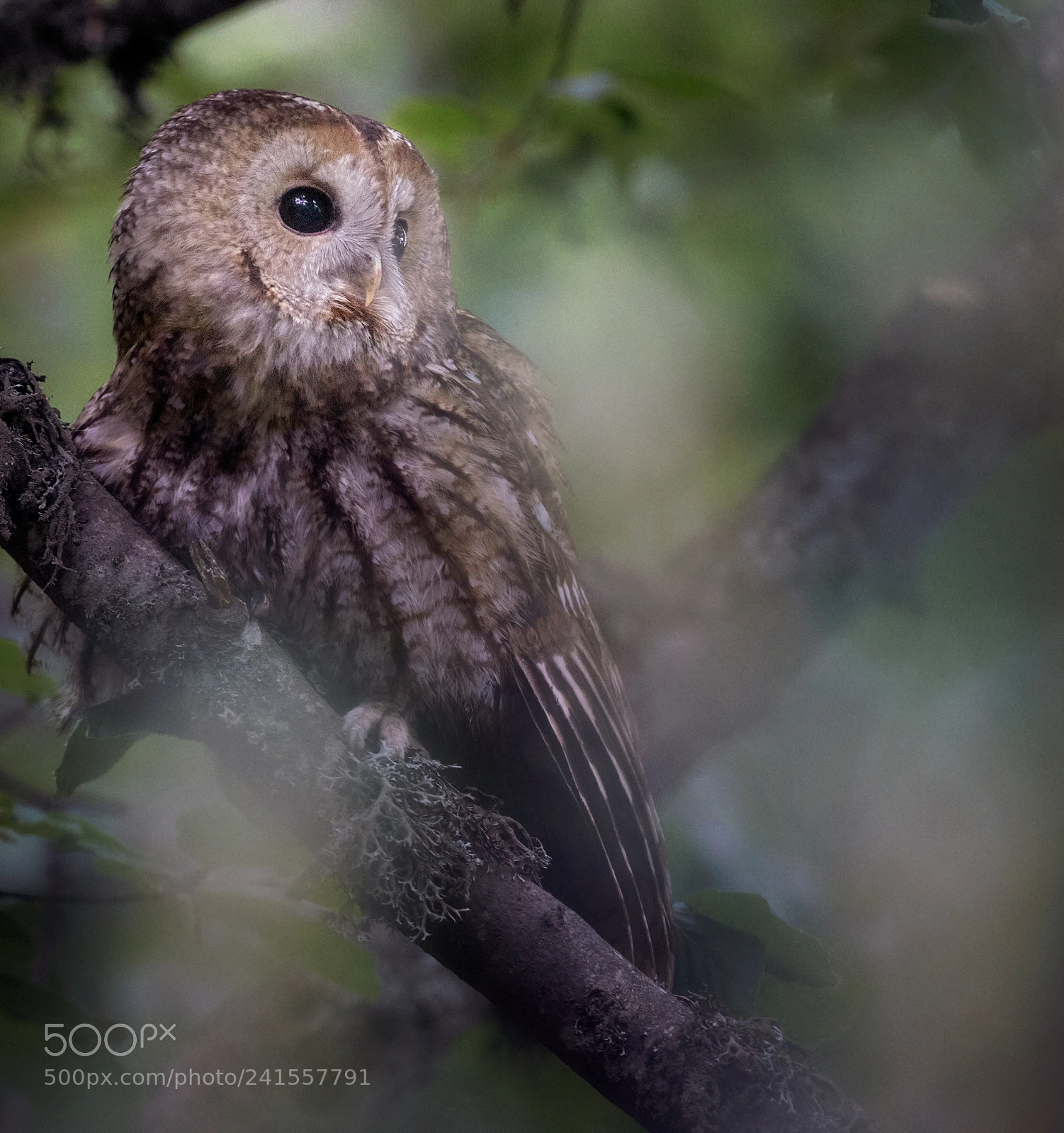Nikon D800E sample photo. Tawny owl photography