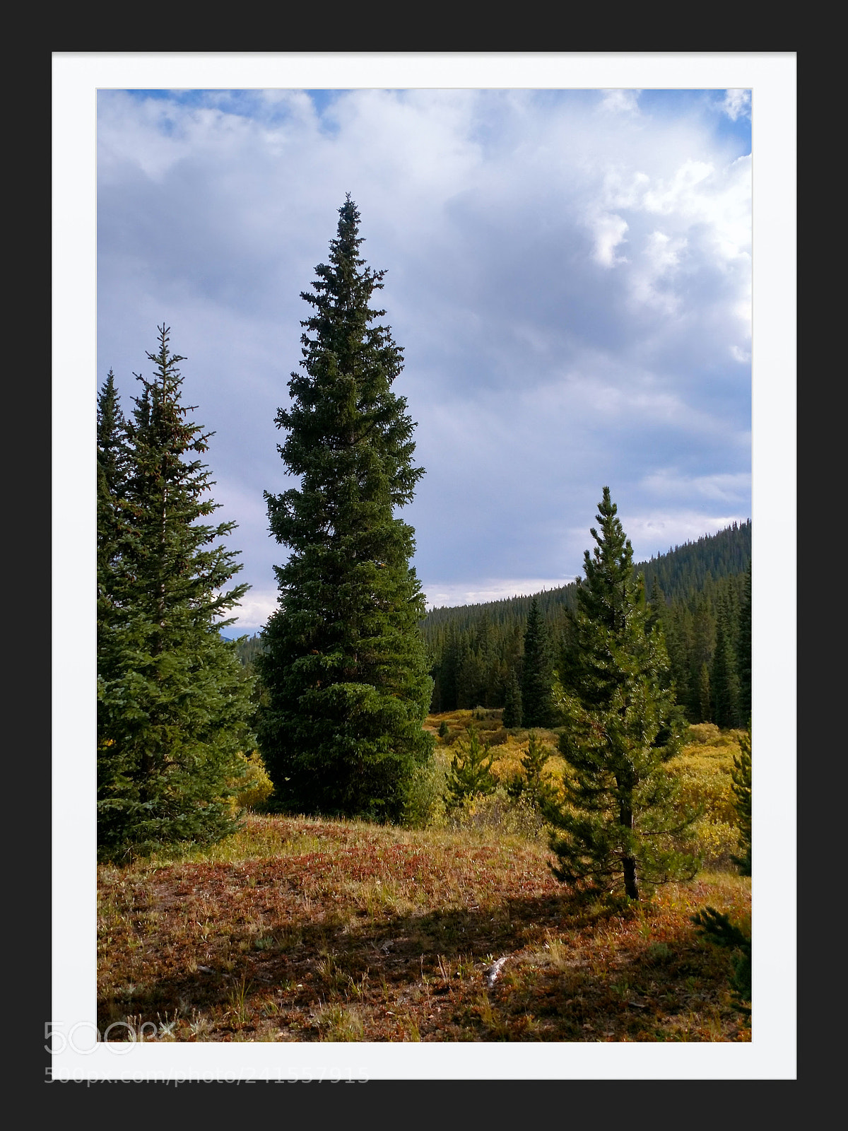 Motorola XT1650 sample photo. Nature photography