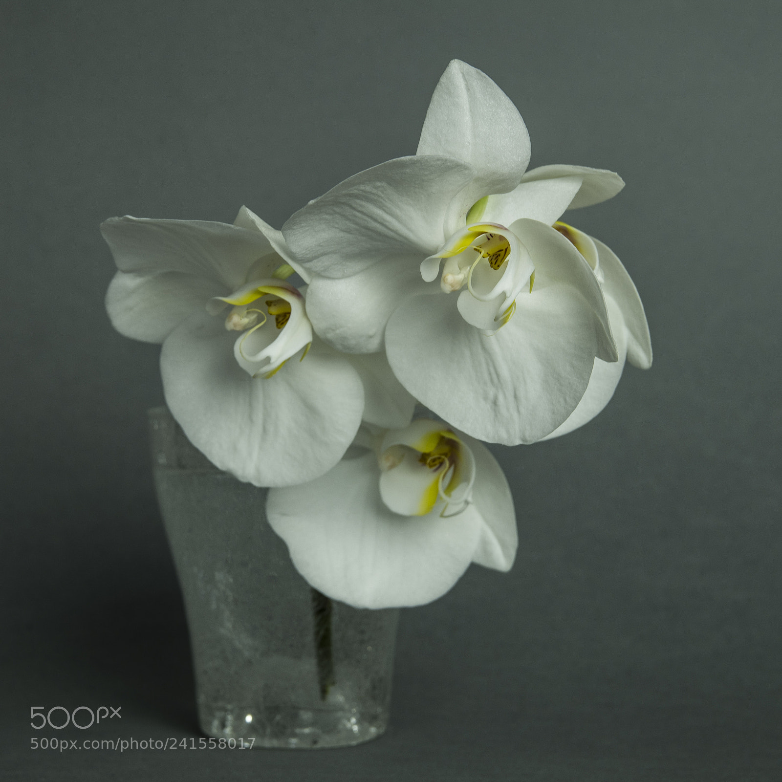 Pentax K-70 sample photo. Orchid photography